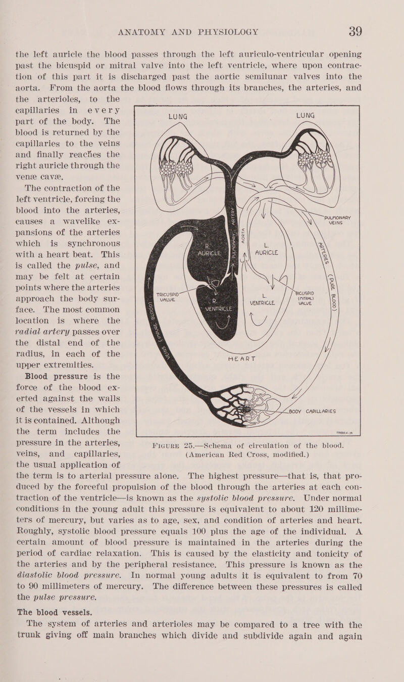 the left auricle the blood passes through the left auriculo-ventricular opening past the bicuspid or mitral valve into the left ventricle, where upon contrac- tion of this part it is discharged past the aortic semilunar valves into the ~ aorta. From the aorta the blood flows through its branches, the arteries, and the arterioles, to the capillaries in every part of the body. The blood is returned by the capillaries to the veins and finally reaches the right auricle through the vene cave. The contraction of the left ventricle, forcing the blood into the arteries, causes a wavelike ex- pansions of the arteries which is synchronous oe iL with a heart beat. This i | BNUSICRE is called the pulse, and - : n i may be felt at certain A d ke ah ) points where the arteries : \/ ee ae approach the body sur- waive. co L (neat) face. The most common ; > VENTRICLE location is where the @ | sv) radial artery passes over . the distal end of the radius, in each of the upper extremities. Blood pressure is the force of the blood ex- erted against the walls of the vessels in which ‘ | BODY CAPILLARIES it is contained. Although Sc} the term includes the . ants pressure in the arteries, FIGURE 25.—Schema of circulation of the blood. veins, and capillaries, (American Red Cross, modified.) the usual application of the term is to arterial pressure alone. The highest pressure—that is, that pro- duced by the forceful propulsion of the blood through the arteries at each con- traction of the ventricle—is known as the systolic blood pressure. Under normal conditions in the young adult this pressure is equivalent to about 120 millime- ters of mercury, but varies as to age, Sex, and condition of arteries and heart. Roughly, systolic blood pressure equals 100 plus the age of the individual. A certain amount of blood pressure is maintained in the arteries during the period of cardiac relaxation. This is caused by the elasticity and tonicity of the arteries and by the peripheral resistance. This pressure is known as the diastolic blood pressure. In normal young adults it is equivalent to from 70 to 90 millimeters of mercury. The difference between these pressures is called the pulse pressure. : (MITRAL) VENTRICLE VALVE (acone 3803?   The blood vessels. The system of arteries and arterioles may be compared to a tree with the trunk giving off main branches which divide and subdivide again and again