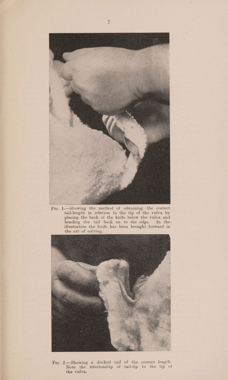 Fic. 1.—Showing the method of obtaining the correct tail-length in relation to the tip of the vulva by placing the back of the knife below the vulva and bending the tail back on to the edge. In the illustration the knife has been brought forward in the act of cutting. Fia. 2.—Showing a docked tail of the correct length. Note the relationship of tail-tip to the tip of the vulva.
