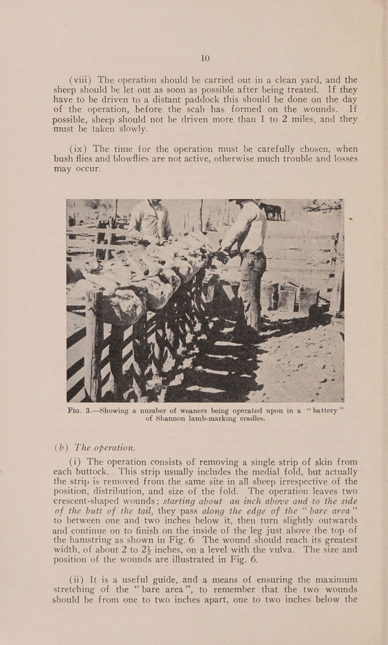 (viii) The operation should be carried out in a clean yard, and the sheep should be let out as soon as possible after being treated. If they have to be driven to a distant paddock this should be done on the day of the operation, before the scab has formed on the wounds. If possible, sheep should not be driven more than 1 to 2 miles, and they must be taken slowly. (ix) The time for the operation must be carefully chosen, when bush flies and blowflies are not active, otherwise much trouble and losses may occur.  (b) The operation. (1) The operation consists of removing a single strip of skin from each buttock. This strip usually includes the medial fold, but actually the strip is removed from the same site in all sheep irrespective of the position, distribution, and size of the fold. The operation leaves two crescent-shaped wounds; starting about an inch above and to the side of the butt of the tail, they pass along the edge of the “ bare area” to between one and two inches below it, then turn slightly outwards and continue on to finish on the inside of the leg just above the top of the hamstring as shown in Fig. 6 The wound should reach its greatest width, of about 2 to 24 inches, on a level with the vulva. The size and position of the wounds are illustrated in Fig. 6. (11) It is a useful guide, and a means of ensuring the maximum stretching of the “bare area”’, to remember that the two wounds should be from one to two inches apart, one to two inches below the