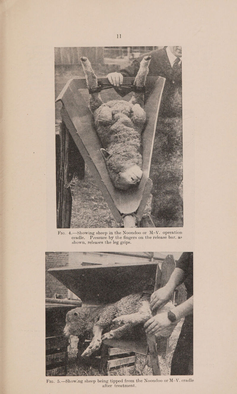 Fic. 4.—Showing sheep in the Noondoo or M-V. operation cradle. Pressure by the fingers on the release bar, as hown, releases the leg grips. Fig. 5.—Showing sheep being tipped from the Noondoo or M-V. cradle after treatment.