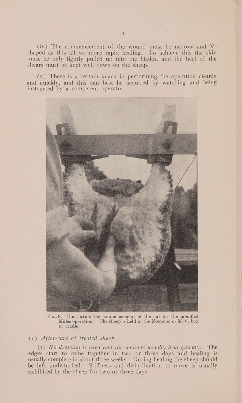 (iv) The commencement of the wound must be narrow and V- shaped as this allows more rapid healing. To achieve this the skin must be only lightly pulled up into the blades, and the heel ot the shears must be kept well down on the sheep. (v) There is a certain knack in performing the operation cleanly and quickly, and this can best be acquired by watching and _ being instructed by a competent operator.  Fia., 9.—Illustrating the commencement of the cut for the modified Mules operation. The sheep is held in the Noondoo or M-V. box or cradle. (c) After-care of treated sheep. (1) No dressing is used and the wounds usually heal quickly. edges start to come together in two or three days and healing is usually complete in about three weeks. be left undisturbed. exhibited by the sheep for two or three days.