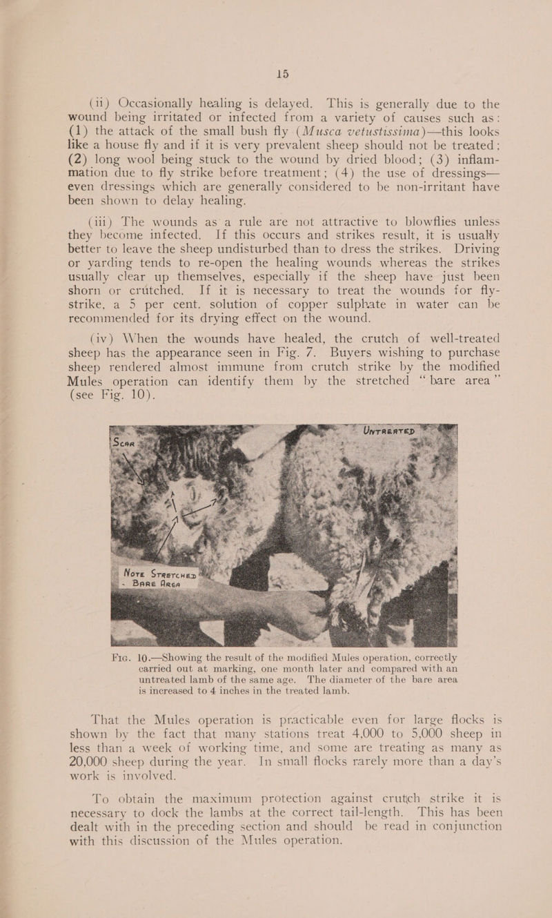 (11) Occasionally healing is delayed. This is generally due to the wound being irritated or infected from a variety of causes such as: (1) the attack of the small bush fly (Musca vetustissima)—this looks like a house fly and if it is very prevalent sheep should not be treated; (2) long wool being stuck to the wound by dried blood; (3) inflam- mation due to fly strike before treatment; (4) the use of dressings— even dressings which are generally considered to be non-irritant have been shown to delay healing. LB ON (iii) The wounds as a rule are not attractive to blowflies unless they become infected. If this occurs and strikes result, it is usualy better to leave the sheep undisturbed than to dress the strikes. Driving or yarding tends to re-open the healing wounds whereas the strikes usually clear up themselves, especially if the sheep have just been shorn or crutched. If it is necessary to treat the wounds for fly- strike, a 5 per cent. solution of copper sulphate in water can be recommended for its drying effect on the wound. (iv) When the wounds have healed, the crutch of well-treated sheep has the appearance seen in Fig. 7. Buyers wishing to purchase sheep rendered almost immune from crutch strike by the modified Mules operation can identify them by the stretched “bare area” (see Fig, 10). N Ore Sreere HED Barre Ae Fie. 10.—Showing the result of the modified Mules operation, correctly carried out at marking, one month later and compared with an untreated lamb of the same age. The diameter of the bare area is increased to 4 inches in the treated lamb. That the Mules operation is practicable even for large flocks is shown by the fact that many stations treat 4,000 to 5,000 sheep in less than a week of working time, and some are treating as many as 20,000 sheep during the year. In small flocks rarely more than a day’s work is involved. To obtain the maximum protection against crutch strike it is necessary to dock the lambs at the correct tail-length. This has been dealt with in the preceding section and should be read in conjunction with this discussion of the Mules operation.