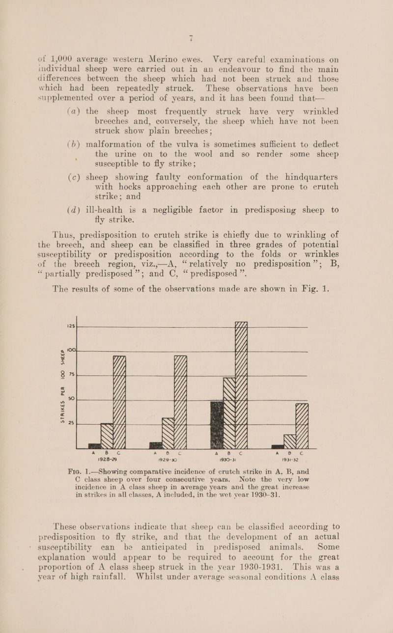 _ i of 1,000 average western Merino ewes. Very careful examinations on individual sheep were carried out in an endeavour to find the main differences between the sheep which had not been struck and those which had been repeatedly struck. These observations have been supplemented over a period of years, and it has been found that— (a) the sheep most frequently struck have very wrinkled breeches and, conversely, the sheep which have not been struck show plain breeches ; (b) malformation of the vulva is sometimes sufficient to deflect the urine on to the wool and so render some sheep susceptible to fly strike; (c) sheep showing faulty conformation of the hindquarters with hocks approaching each other are prone to crutch strike; and (d) ill-health is a negligible factor in predisposing sheep to fly strike. Thus, predisposition to crutch strike is chiefly due to wrinkling of the breech, and sheep can be classified in three grades of potential susceptibility or predisposition according to the folds or wrinkles of the breech region, viz.,—A, “relatively no predisposition”; B, “»artially predisposed”; and C, “ predisposed ”. The results of some of the observations made are shown in Fig, 1. lOO | =—SHEEP STRIKES PER  y l q oa A 8 c A 8 G A 8 Gc 1928-29 1929-30 1930-31 1934- BS Fie. 1.—Showing comparative incidence of crutch strike in A, B, and C class sheep over four consecutive years. Note the very low incidence in A class sheep in average years and the great increase in strikes in all classes, A included, in the wet year 1930-31. These observations indicate that sheep can be classified according to predisposition to fly strike, and that the development of an actual susceptibility can be anticipated in predisposed animals. Some explanation would appear to be required to account for the great proportion of A class sheep struck in the year 1930-1931. This was a year of high rainfall. Whilst under average seasonal conditions A class
