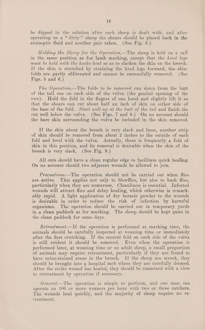 be dipped in the solution after each sheep is dealt with, and after operating on a “dirty” sheep the shears should be placed back in the antiseptic fluid and another pair taken. (See Fig. 8.) Holding the Sheep for the Operation—The sheep is held on a rail in the same position as for lamb marking, except that the hind legs must be held with the hocks bent so as to slacken the skin on the breech. If the skin is stretched by straining the hind legs forward, the skin- folds are partly obliterated and cannot be successfully removed. (See Figs. 5 and 6.) The Operation.—The folds to be removed run down from the butt of the tail one on each side of the vulva (the genital opening of the ewe). Hold the fold in the fingers of one hand and slightly lift it so that the shears can cut about half an inch of skin on either side of the base of the fold. Start well up at the butt of the tail and finish the cut well below the vulva. (See Figs. 7 and 8.) On no account skould the bare skin surrounding ‘the vulva be included in the skin removed. If the skin about the breech is very slack and loose, another strip of skin should be removed from about 2 inches to the outside of each fold and level with the vulva. Actually, there is frequently a fold of skin in this position, and its removal is desirable when the skin of the breech is very slack. (See Fig. 9.) All cuts should have a clean regular edge to facilitate quick healing. On no account should two adjacent wounds be allowed to join. Precautions——The operation should not be carried out when flies are active. This applies not only to blowflies, but also to bush flies, particularly when they are numerous. Cleanliness is essential. Infected wounds will attract flies and delay healing, which otherwise is remark- ably rapid. A light application of dry boracic powder to the wounds is desirable in order to reduce the risk of infection by harmful organisms. The operation should be carried out in temporary yards in a clean paddock as for marking. The sheep should be kept quiet in the clean paddock for some days. Retreatment.—lf{ the operation is performed at marking time, the animals should be carefully inspected at weaning time or immediately after the first crutching. If the central fold on each side of the vulva is still evident it should be removed. Even when the operation is performed later, at weaning time or on adult sheep, a small proportion of animals may require retreatment, particularly if they are found to have urine-stained areas in the breech. If the sheep are struck, they should be brought into a hospital mob where they are carefully dressed. After the strike wound has healed, they should be examined with a view to retreatment by operation if necessary. General—The operation is simple to perform, and one man can operate on 100 or more weaners per hour with two or three catchers. The wounds heal quickly, and the majority of sheep require no re- treatment.