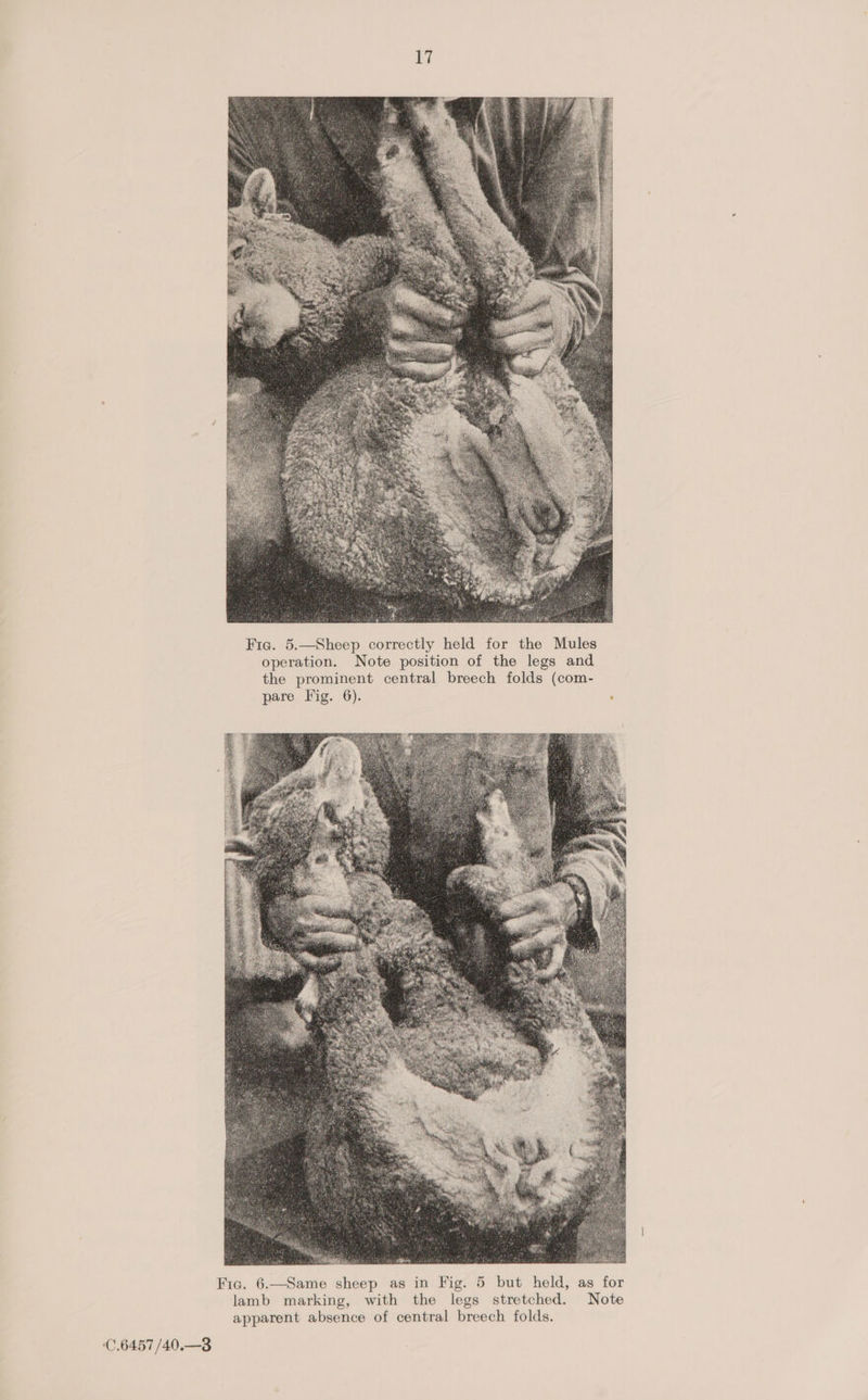 Fic. 5.—Sheep correctly held for the Mules operation. Note position of the legs and the prominent central breech folds (com- pare Fig. 6). ; Fic. 6.—Same sheep as in Fig. 5 but held, as for lamb marking, with the legs stretched. Note apparent absence of central breech folds. C.6457 /40.—3