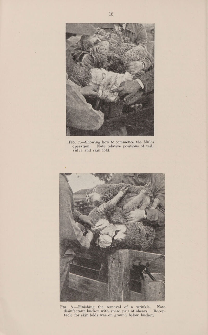  Fic. 7.—Showing how to commence the Mules operation. Note relative positions of tail, vulva and skin fold. 
