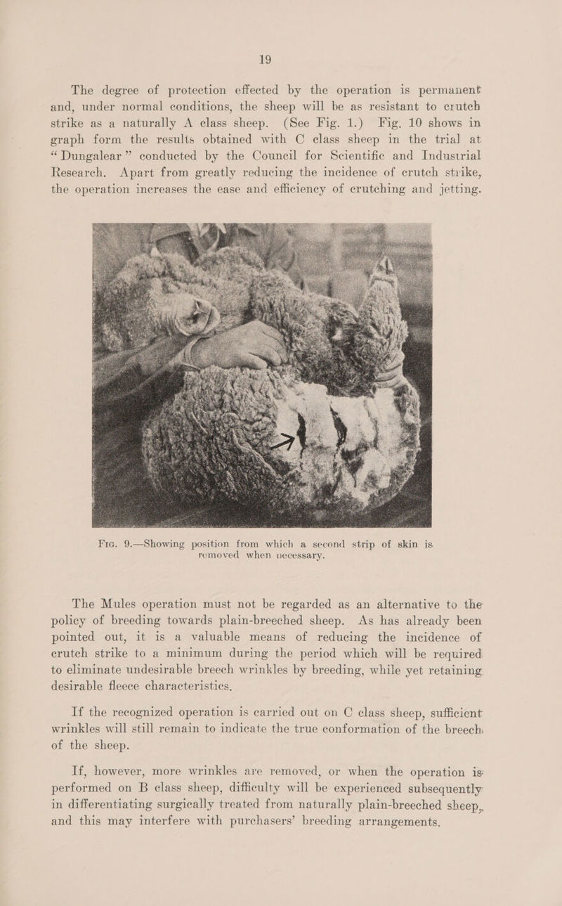 L The degree of protection effected by the operation is permanent and, under normal conditions, the sheep will be as resistant to crutch strike as a naturally A class sheep. (See Fig. 1.) Fig. 10 shows in graph form the results obtained with C class sheep in the tria] at “ Dungalear ” conducted by the Council for Scientific and Industrial Research. Apart from greatly reducing the incidence of crutch stvike, the operation increases the ease and efficiency of crutching and jetting.  The Mules operation must not be regarded as an alternative to the policy of breeding towards plain-breeched sheep. As has already been pointed out, it is a valuable means of reducing the incidence of crutch strike to a minimum during the period which will be required to eliminate undesirable breech wrinkles by breeding, while yet retaining. desirable fleece characteristics. If the recognized operation is carried out on C class sheep, sufficient wrinkles will still remain to indicate the true conformation of the breech: of the sheep. If, however, more wrinkles are removed, or when the operation is: performed on B class sheep, difhiculty will be experienced subsequently: in differentiating surgically treated from naturally plain-breeched sheep, and this may interfere with purchasers’ breeding arrangements.