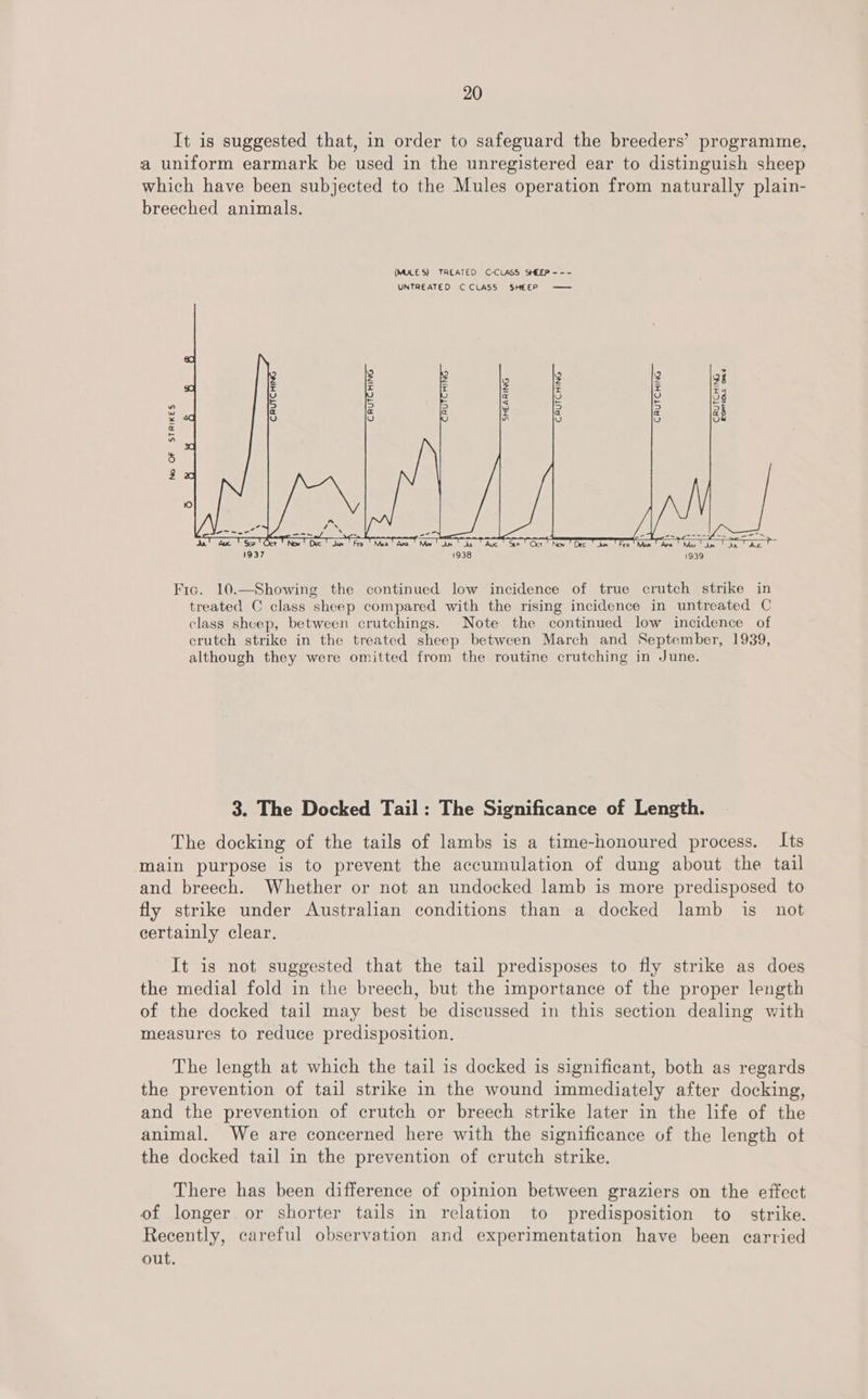 It is suggested that, in order to safeguard the breeders’ programme, a uniform earmark be used in the unregistered ear to distinguish sheep which have been subjected to the Mules operation from naturally plain- breeched animals. (MULES) TREATED C-CLASS SHEEP --- UNTREATED CCLASS SHEEP —— 2 s 3 2 34 sO = x r 3 r = 54 a U U w [s4 a (oq ba a a af =x 4 s) ) w w) w) O a - ) @ 5 $ x 10 Jal tac TS Oey PN! Dec daw Fre Maa den * Me Tan Toa TA | ee Or Nov ixe Paw Pee Maa Are Mar Tin boa? Ac 1937 1938 1939 Fic. 10.—Showing the continued low incidence of true crutch strike in treated C class sheep compared with the rising incidence in untreated C class shcep, between crutchings. Note the continued low incidence of crutch strike in the treated sheep between March and September, 1939, although they were omitted from the routine crutching in June. 3. The Docked Tail: The Significance of Length. The docking of the tails of lambs is a time-honoured process. Its main purpose is to prevent the accumulation of dung about the tail and breech. Whether or not an undocked lamb is more predisposed to fly strike under Australian conditions than a docked lamb is_ not certainly clear. It is not suggested that the tail predisposes to fly strike as does the medial fold in the breech, but the importance of the proper length of the docked tail may best be discussed in this section dealing with measures to reduce predisposition. The length at which the tail is docked is significant, both as regards the prevention of tail strike in the wound immediately after docking, and the prevention of crutch or breech strike later in the life of the animal. We are concerned here with the significance of the length ot the docked tail in the prevention of crutch strike. There has been difference of opinion between graziers on the effect of longer or shorter tails in relation to predisposition to strike. Recently, careful observation and experimentation have been carried out.