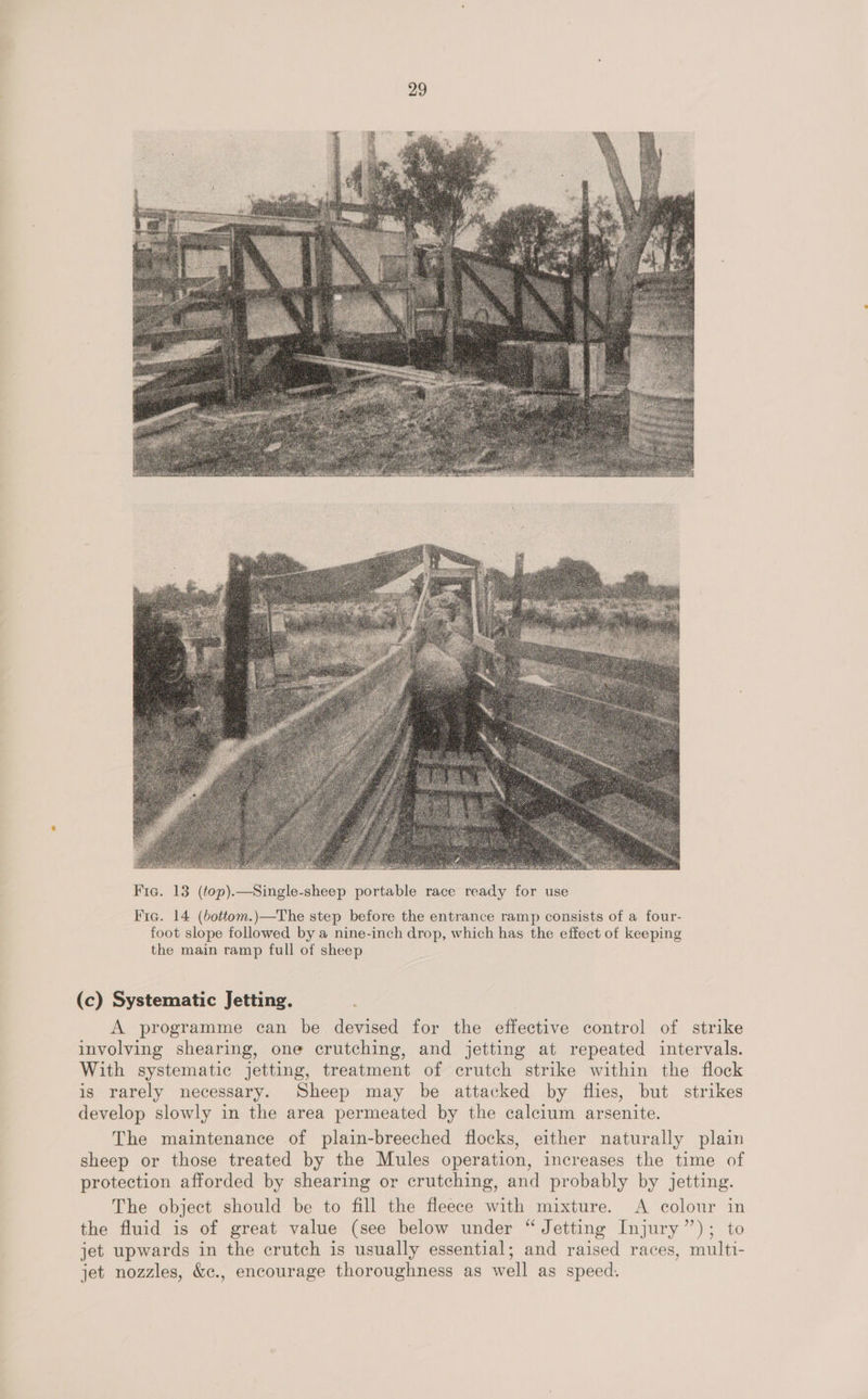 Fic. 14 (bottom.)—The step before the entrance ramp consists of a four- foot slope followed by a nine-inch drop, which has the effect of keeping the main ramp full of sheep (c) Systematic Jetting. A programme can be devised for the effective control of strike involving shearing, one crutching, and jetting at repeated intervals. With systematic jetting, treatment of crutch strike within the flock is rarely necessary. Sheep may be attacked by flies, but strikes develop slowly in the area permeated by the calcium arsenite. The maintenance of plain-breeched flocks, either naturally plain sheep or those treated by the Mules operation, increases the time of protection afforded by shearing or crutching, and probably by jetting. The object should be to fill the fleece with mixture. <A colour in the fluid is of great value (see below under “ Jetting Injury”); to jet upwards in the crutch is usually essential; and raised races, multi- jet nozzles, &c., encourage thoroughness as well as speed.
