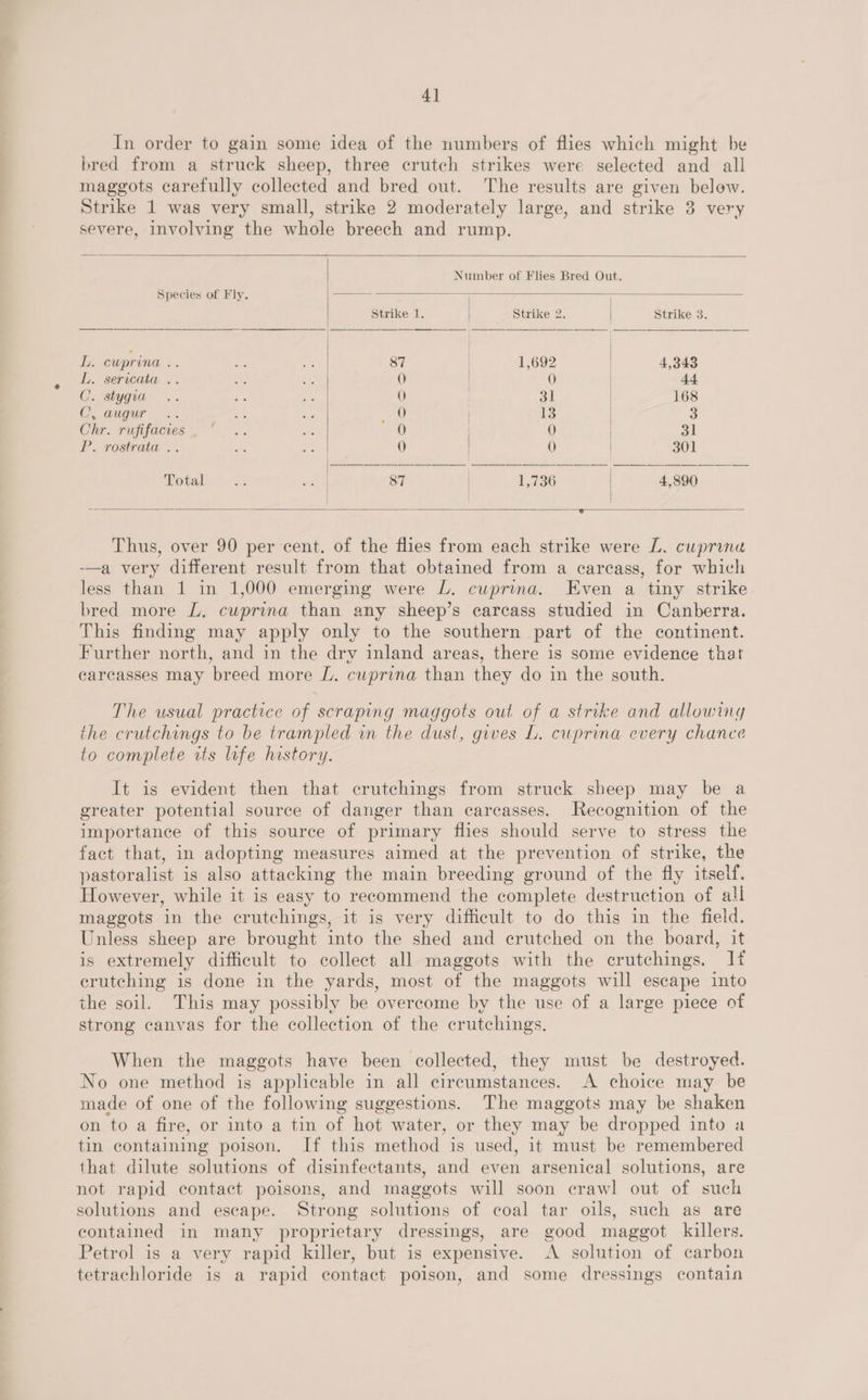 4] In order to gain some idea of the numbers of flies which might be bred from a struck sheep, three crutch strikes were selected and all maggots carefully collected and bred out. The results are given below. Strike 1 was very small, strike 2 moderately large, and strike 3 very severe, involving the whole breech and rump.       Number of Flies Bred Out. Species of Fly. a Strike 1. : Strike 2. Strike 3. L. cuprina .. a “i 87 1,692 | 4,343 L. sericata .. +a re 0 0 | 44 C. stygia .. “ ae 0 | 31 168 C, augur .. ae ee a) : 13 3 Chr. rufifacies  .. Bd 0 | 0 | on P. rostrata... ate we 0 | 0 | 301 Total HA ey 87 | 1,736 4,890   Thus, over 90 per cent. of the flies from each strike were L. cuprina -—a very different result from that obtained from a carcass, for which less than 1 in 1,000 emerging were L. cuprina. Even a tiny strike bred more L. cuprina than any sheep’s carcass studied in Canberra. This finding may apply only to the southern part of the continent. Further north, and in the dry inland areas, there is some evidence that carcasses may breed more L. cuprina than they do in the south. The usual practice of scraping maggots out of a strike and allowtng the crutchings to be trampled in the dust, gives L. cuprina every chance to complete its life history. It is evident then that crutchings from struck sheep may be a greater potential source of danger than carcasses. Recognition of the importance of this source of primary flies should serve to stress the fact that, in adopting measures aimed at the prevention of strike, the pastoralist is also attacking the main breeding ground of the fly itse ee However, while it is easy to recommend the complete destruction of all maggots in the crutchings, it is very difficult to do this in the field. Unless sheep are brought into the shed and crutched on the board, it is extremely difficult to collect all maggots with the crutchings. If crutching is done in the yards, most of the maggots will escape into the soil. This may possibly be overcome by the use of a large piece of strong canvas for the collection of the crutchings. When the maggots have been collected, they must be destroyed. No one method is applicable in all circumstances. A choice may be made of one of the following suggestions. The maggots may be shaken on to a fire, or into a tin of hot water, or they may be dropped into a tin containing poison. If this method is used, it must be remembered that dilute solutions of disinfectants, and even arsenical solutions, are not rapid contact poisons, and maggots will soon crawl out of such solutions and escape. Strong solutions of coal tar oils, such as are contained in many proprietary dressings, are good maggot killers. Petrol is a very rapid killer, but is expensive. <A solution of carbon tetrachloride is a rapid contact poison, and some dressings contain