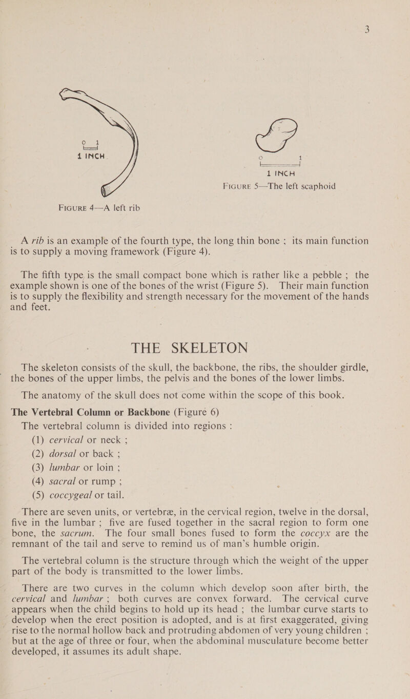 © aL 1 INCH FIGURE 5—The left scaphoid  FIGURE 4—A left rib _ A,rib is an example of the fourth type, the long thin bone ; its main function is to supply a moving framework (Figure 4). The fifth type, is the small compact bone which is rather like a pebble ; the example shown is one of the bones of the wrist (Figure 5). Their main function is to supply the flexibility and strength necessary for the movement of the hands and feet. | THE SKELETON The skeleton consists of the skull, the backbone, the ribs, the shoulder girdle, the bones of the upper limbs, the pelvis and the bones of the lower limbs. The anatomy of the skull does not come within the scope of this book. The Vertebral Column or Backbone (Figure 6) The vertebral column is divided into regions : (1) cervical or neck ; (2) dorsal or back ; (3) lumbar or loin ; (4) sacral or rump ; (5) coccygeal or tail. There are seven units, or vertebra, in the cervical region, twelve in the dorsal, five in the lumbar ; five are fused together in the sacral region to form one bone, the sacrum. The four small bones fused to form the coccyx are the remnant of the tail and serve to remind us of man’s humble origin. The vertebral column is the structure through which the weight of the upper part of the body is transmitted to the lower limbs. There are two curves in the column which develop soon after birth, the cervical and lumbar ; both curves are convex forward. The cervical curve appears when the child begins to hold up its head ; the lumbar curve starts to _ develop when the erect position is adopted, and is at first exaggerated, giving rise to the normal hollow back and protruding abdomen of very young children ; but at the age of three or four, when the abdominal musculature become better developed, it assumes its adult shape.