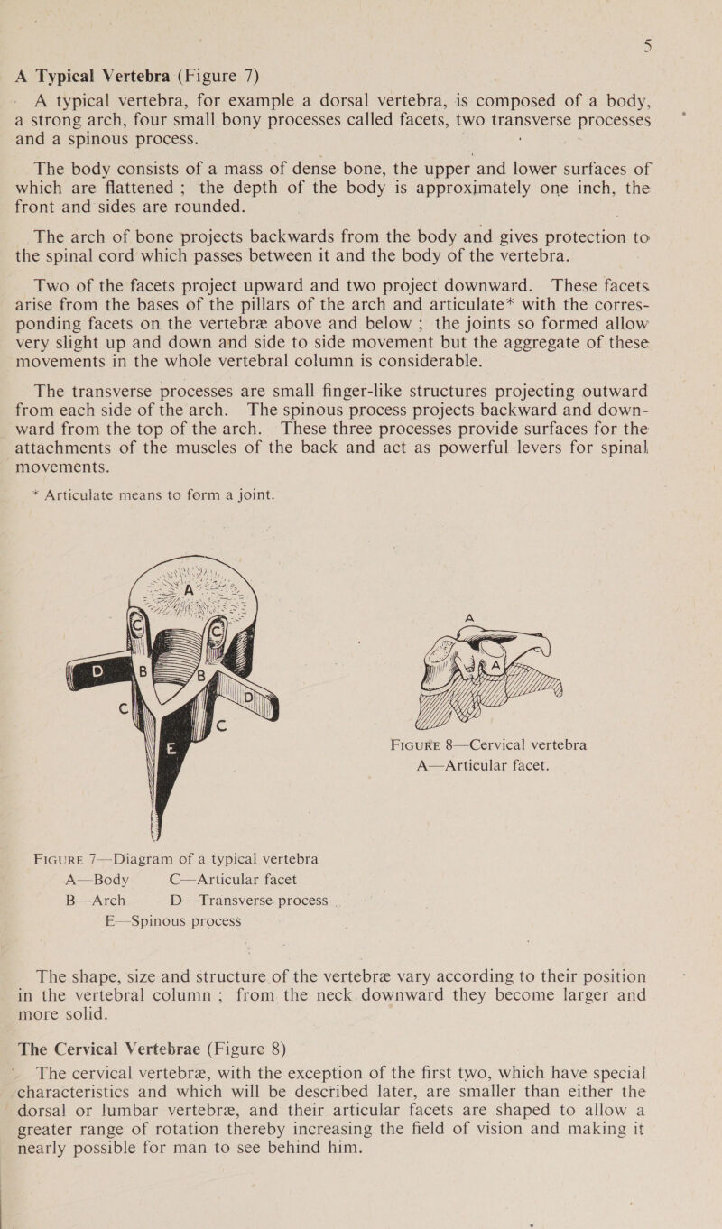 A typical vertebra, for example a dorsal vertebra, is composed of a body, a strong arch, four small bony processes called facets, two transverse processes and a spinous process. ' The body consists of a mass of dense bone, the upper and lower surfaces of which are flattened ; the depth of the body is approximately one inch, the front and sides are rounded. _The arch of bone projects backwards from the body and gives protection t the spinal cord which passes between it and the body of the vertebra. Two of the facets project upward and two project downward. These facets arise from the bases of the pillars of the arch and articulate* with the corres- ponding facets on the vertebrae above and below ; the joints so formed allow very slight up and down and side to side movement but the aggregate of these movements in the whole vertebral column is considerable. The transverse processes are small finger-like structures projecting outward from each side of the arch. The spinous process projects backward and down- ward from the top of the arch. These three processes provide surfaces for the attachments of the muscles of the back and act as powerful levers for spinal. movements. * Articulate means to form a joint.         A: SO Pe Ve = Lif Be Cae     ps Pod | es FIGURE 8—Cervical vertebra A—Articular facet.    FIGURE 7—Diagram of a typical vertebra A—Body C—Articular facet B—Arch D—Transverse process , E—Spinous process The shape, size and structure of the vertebre vary according to their position in the vertebral column ; from. the neck.downward they become larger and more solid. The Cervical Vertebrae (Figure 8) The cervical vertebre, with the exception of the first two, which have special characteristics and which will be described later, are smaller than either the ' dorsal or lumbar vertebre, and their articular facets are shaped to allow a greater range of rotation thereby increasing the field of vision and making it nearly possible for man to see behind him.