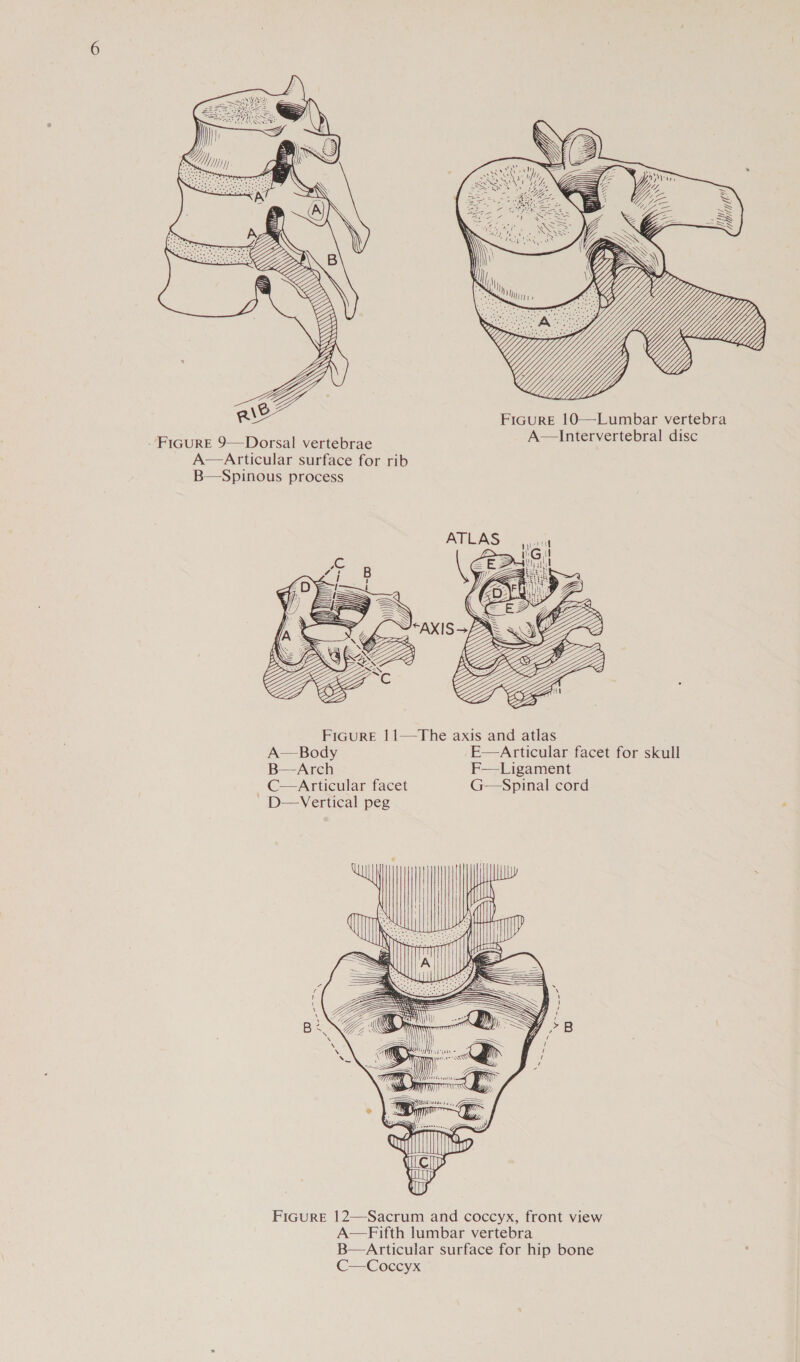     Rie FiGuRE 10—Lumbar vertebra Figure 9—Dorsal vertebrae me eR oT i A—Articular surface for rib B—Spinous process  FiGurRE 11—The axis and atlas A—Body E—Articular facet for skull B—Arch F—Ligament C—Articular facet G—Spinal cord D—Vertical peg                FiGure 12—Sacrum and coccyx, front view A—Fifth lumbar vertebra B—Articular surface for hip bone C= Coccyx