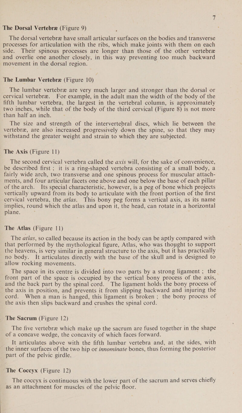 The dorsal vertebre have small articular surfaces on the bodies and transverse processes for articulation with the ribs, which make joints with them on each side. Their spinous processes are longer than those of the other vertebre and overlie one another closely, in this way preventing too much backward movement in the dorsal region. The Lumbar Vertebre (Figure 10) The lumbar vertebre are very much larger and stronger than the dorsal or cervical vertebre. For example, in the adult man the width of the body of the fifth lumbar vertebra, the largest in the vertebral column, is approximately two inches, while that of the body of the third cervical (Figure 8) is not more than half an inch. The size and strength of the intervertebral discs, which lie between the vertebre, are also increased progressively down the spine, so that they may withstand the greater weight and strain to which they are subjected. The Axis (Figure 11) The second cervical vertebra called the axis will, for the sake of convenience, be described first ; it is a ring-shaped vertebra consisting of a small body, a fairly wide arch, two transverse and one spinous process for muscular attach- ments, and four articular facets one above and one below the base of each pillar of the arch. Its special characteristic, however, is a peg of bone which projects vertically upward from its body to articulate with the front portion of the first cervical vertebra, the atlas. This bony peg forms a vertical axis, as its name implies, round which the atlas and upon it, the head, can rotate in a horizontal plane. The Atlas (Figure 11) The atlas, so called because its action in the body can be aptly compared with that performed by the mythological figure, Atlas, who was thought to support the heavens, is very similar in general structure to the axis, but it has practically no body. It articulates directly with the base of the skull and is designed to allow rocking movements. The space in its centre is divided into two parts by a strong ligament ; the. front part of the space is occupied by the vertical bony process of the axis, and the back part by the spinal cord. The ligament holds the bony process of the axis in position, and prevents it from slipping backward and injuring the cord. When a man is hanged, this ligament is broken ; the bony process of the axis then slips backward and crushes the spinal cord. The Sacrum (Figure 12) . The five vertebre which make up the sacrum are fused together in the shape of a concave wedge, the concavity of which faces forward. It articulates above with the fifth lumbar vertebra and, at the sides, with the inner surfaces of the two hip or innominate bones, thus forming the posterior part of the pelvic girdle. The Coccyx (Figure 12) The coccyx is continuous with the lower part of the sacrum and serves chiefly as an attachment for muscles of the pelvic floor.