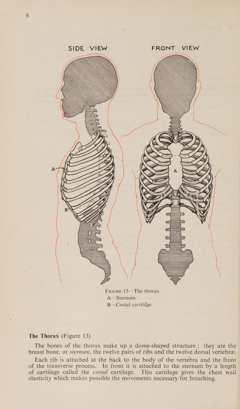        i ti ih  il | D |     wi 4{| FicurE 13—The thorax A—Sternum B—Costal cartilage The Thorax (Figure 13) The bones of the thorax make up a dome-shaped structure ; they are the breast bone, or sternum, the twelve pairs of ribs and the twelve dorsal vertebre. Each rib is attached at the back to the body of the vertebra and the front of the transverse process. In front it is attached to the sternum by a length of cartilage called the costal cartilage. This cartilage gives the chest wall elasticity which makes possible the movements necessary for breathing.