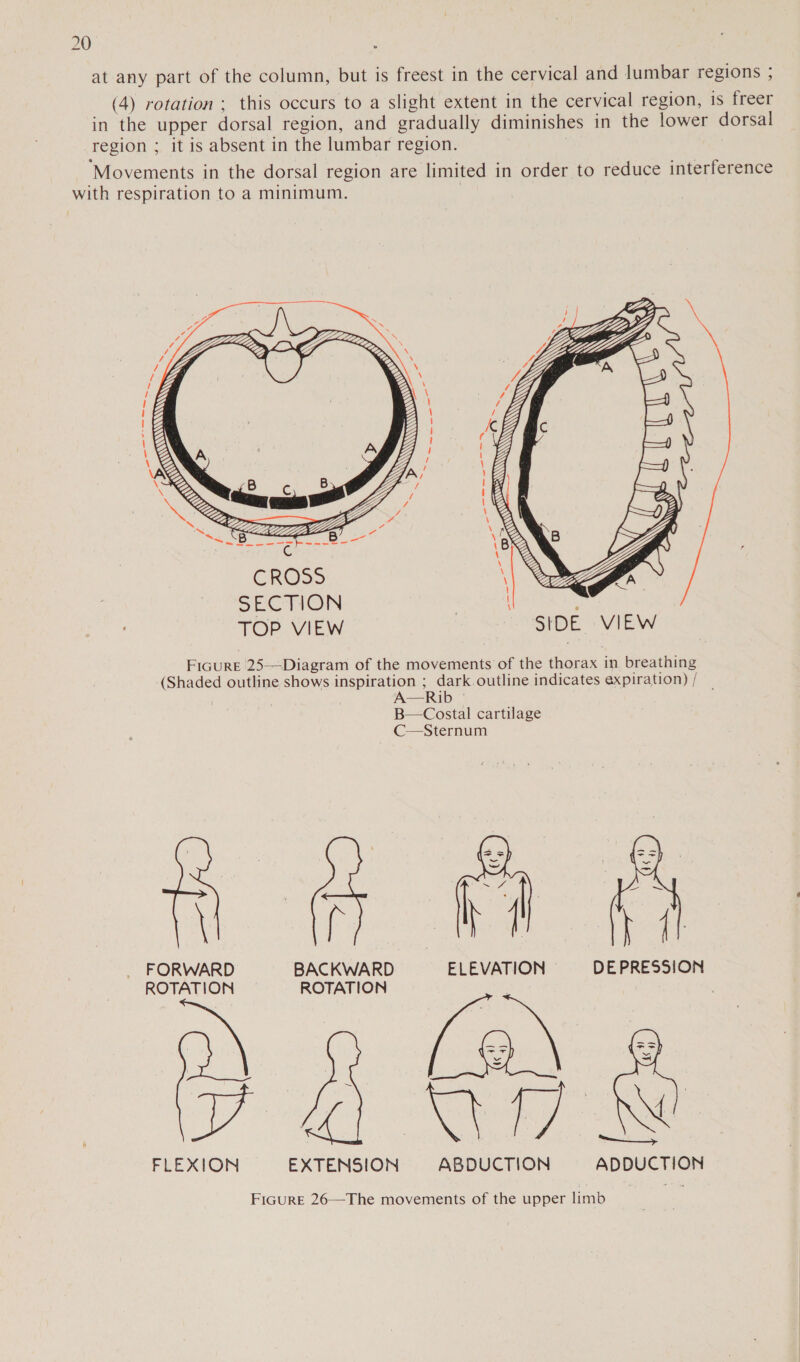 at any part of the column, but is freest in the cervical and lumbar regions ; _ (4) rotation ; this occurs to a slight extent in the cervical region, is freer in the upper dorsal region, and gradually diminishes in the lower dorsal region ; it is absent in the lumbar region. Movements in the dorsal region are limited in order to reduce interference with respiration to a minimum. )  SECTION 3 TOP VIEW SIDE VIEW FiGurE 25——Diagram of the movements of the thorax in breathing (Shaded outline shows inspiration ; dark outline indicates expiration) / A=— Rib: B—Costal cartilage C—Sternum  FORWARD BACKWARD ELEVATION DEPRESSION ROTATION ROTATION FLEXION EXTENSION ABDUCTION ADDUCTION FIGURE 26—The movements of the upper limb 