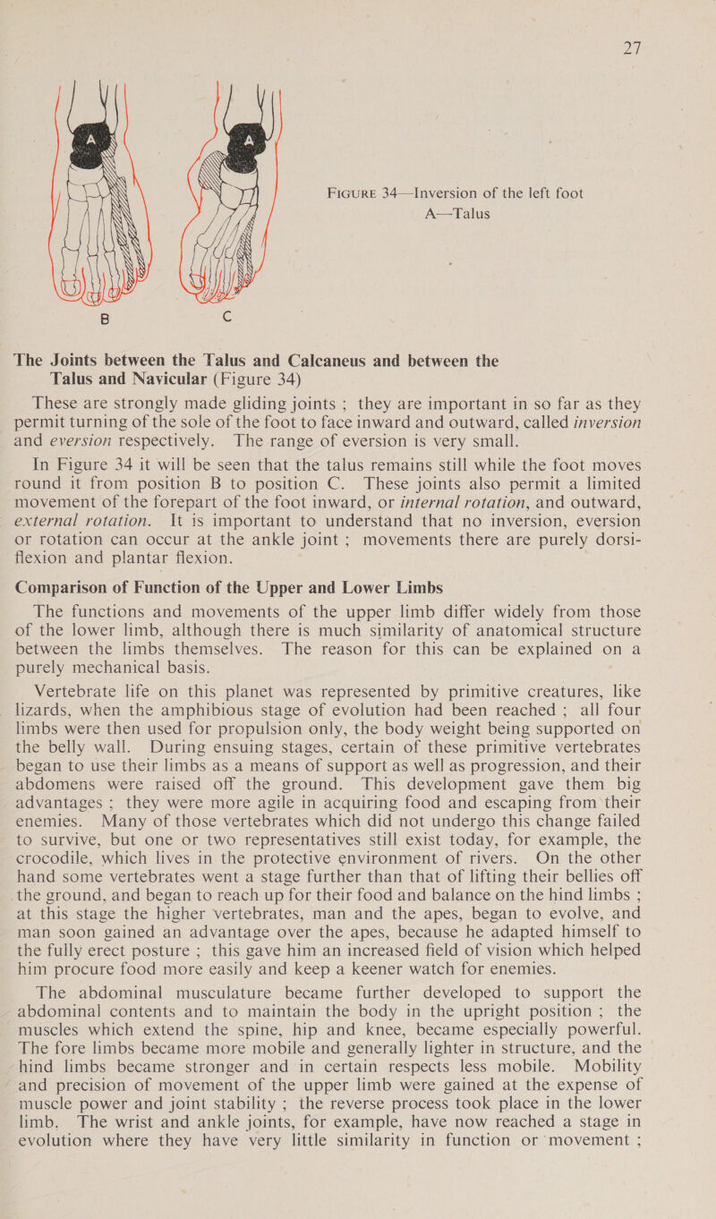 yale FiGure 34—Inversion of the left foot A—Talus  The Joints between the Talus and Calcaneus and between the Talus and Navicular (Figure 34) These are strongly made gliding joints ; they are important in so far as they permit turning of the sole of the foot to face inward and outward, called inversion _ and eversion respectively. The range of eversion is very small. In Figure 34 it will be seen that the talus remains still while the foot moves round it from position B to position C. These joints also permit a limited movement of the forepart of the foot inward, or internal rotation, and outward, external rotation. It 1s important to understand that no inversion, eversion or rotation can occur at the ankle joint ; movements there are purely dorsi- flexion and plantar flexion. Comparison of Function of the Upper and Lower Limbs The functions and movements of the upper limb differ widely from those of the lower limb, although there is much similarity of anatomical structure between the limbs themselves. The reason for this can be explained on a purely mechanical basis. . Vertebrate life on this planet was represented by primitive creatures, like lizards, when the amphibious stage of evolution had been reached ; all four limbs were then used for propulsion only, the body weight being supported on the belly wall. During ensuing stages, certain of these primitive vertebrates _ began to use their limbs as a means of support as well as progression, and their abdomens were raised off the ground. This development gave them big advantages ; they were more agile in acquiring food and escaping from their enemies. Many of those vertebrates which did not undergo this change failed to survive, but one or two representatives still exist today, for example, the crocodile, which lives in the protective environment of rivers. On the other hand some vertebrates went a stage further than that of lifting their bellies off the ground, and began to reach up for their food and balance on the hind limbs ; at this stage the higher vertebrates, man and the apes, began to evolve, and man soon gained an advantage over the apes, because he adapted himself to the fully erect posture ; this gave him an increased field of vision which helped him procure food more easily and keep a keener watch for enemies. The abdominal musculature became further developed to support the abdominal contents and to maintain the body in the upright position ; the muscles which extend the spine, hip and knee, became especially powerful. The fore limbs became more mobile and generally lighter in structure, and the -hind limbs became stronger and in certain respects less mobile. Mobility — and precision of movement of the upper limb were gained at the expense of muscle power and joint stability ; the reverse process took place in the lower limb. The wrist and ankle joints, for example, have now reached a stage in evolution where they have very little similarity in function or movement ;