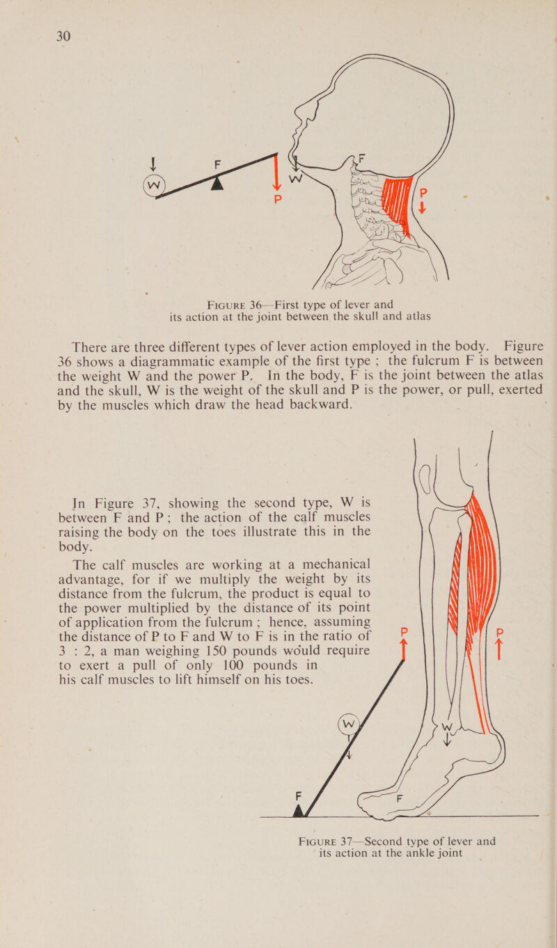  FIGURE 36—First type of lever and its action at the joint between the skull and atlas There are three different types of lever action employed in the body. Figure 36 shows a diagrammatic example of the first type ; the fulcrum F is between the weight W and the power P. In the body, F is the joint between the atlas and the skull, W is the weight of the skull and P is the power, or pull, exerted by the muscles which draw the head backward. In Figure 37, showing the second type, W is between F and P; the action of the calf muscles raising the body on the toes illustrate this in the body. The calf muscles are working at a mechanical advantage, for if we multiply the weight by its distance from the fulcrum, the product is equal to the power multiplied by the distance of its point of application from the fulcrum ; hence, assuming the distance of P to F and W to F is in the ratio of B 3 : 2, a man weighing 150 pounds would require to exert a pull of only 100 pounds in his calf muscles to lift himself on his toes.  FiGuRE 37—Second type of lever and its action at the ankle joint