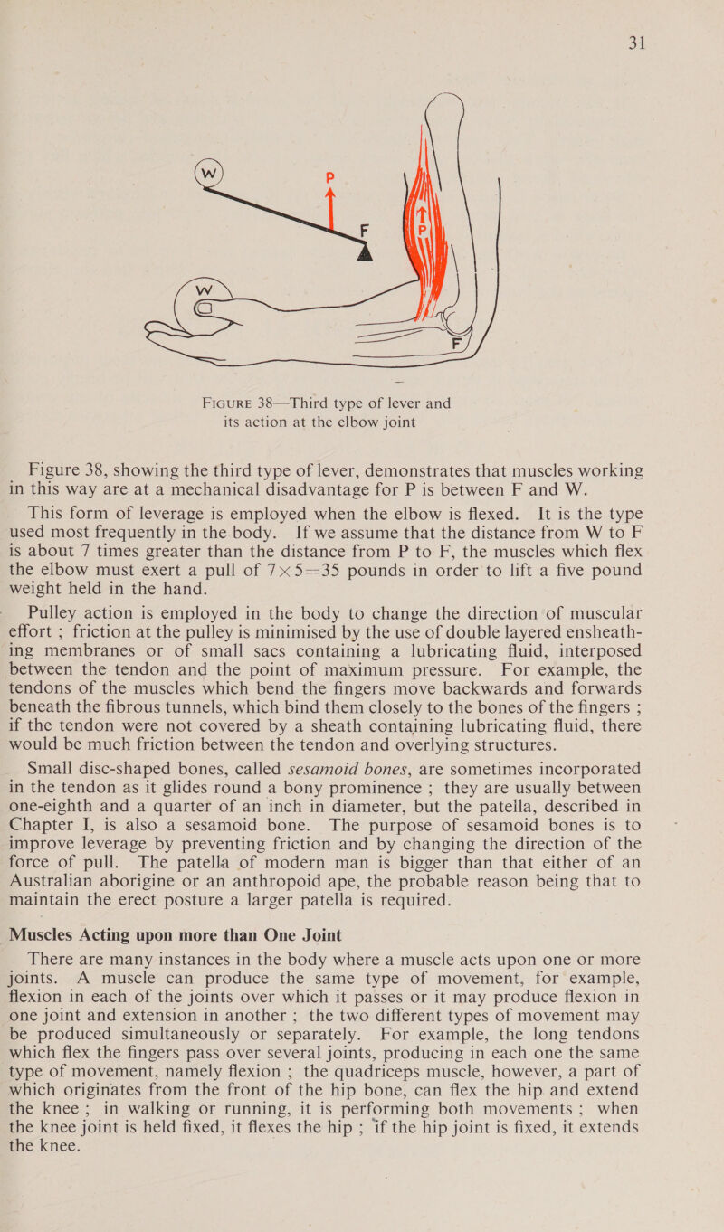  _ Figure 38, showing the third type of lever, demonstrates that muscles working in this way are at a mechanical disadvantage for P is between F and W. This form of leverage is employed when the elbow is flexed. It is the type used most frequently in the body. If we assume that the distance from W to F is about 7 times greater than the distance from P to F, the muscles which flex the elbow must exert a pull of 7x 5==35 pounds in order to lift a five pound weight held in the hand. Pulley action is employed in the body to change the direction of muscular effort ; friction at the pulley is minimised by the use of double layered ensheath- ing membranes or of small sacs containing a lubricating fluid, interposed between the tendon and the point of maximum pressure. For example, the tendons of the muscles which bend the fingers move backwards and forwards beneath the fibrous tunnels, which bind them closely to the bones of the fingers ; if the tendon were not covered by a sheath containing lubricating fluid, there would be much friction between the tendon and overlying structures. Small disc-shaped bones, called sesamoid bones, are sometimes incorporated in the tendon as it glides round a bony prominence ; they are usually between one-eighth and a quarter of an inch in diameter, but the patella, described in Chapter I, is also a sesamoid bone. The purpose of sesamoid bones is to improve leverage by preventing friction and by changing the direction of the force of pull. The patella of modern man is bigger than that either of an Australian aborigine or an anthropoid ape, the probable reason being that to maintain the erect posture a larger patella is required. Muscles Acting upon more than One Joint There are many instances in the body where a muscle acts upon one or more joints. A muscle can produce the same type of movement, for example, flexion in each of the joints over which it passes or it may produce flexion in one joint and extension in another ; the two different types of movement may be produced simultaneously or separately. For example, the long tendons which flex the fingers pass over several joints, producing in each one the same type of movement, namely flexion ; the quadriceps muscle, however, a part of which originates from the front of the hip bone, can flex the hip and extend the knee ; in walking or running, it is performing both movements ; when the knee joint is held fixed, it flexes the hip ; if the hip joint is fixed, it extends the knee.