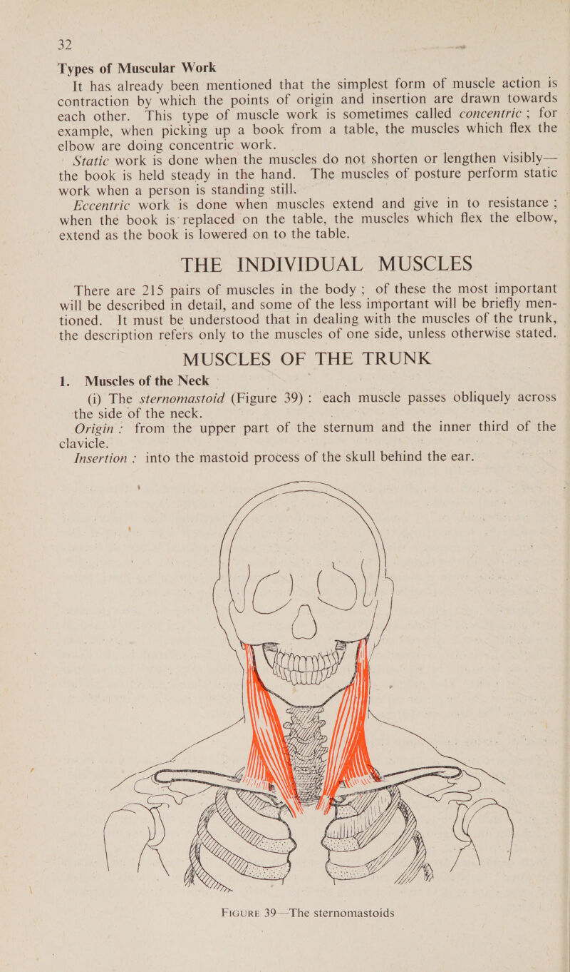 a2 Types of Muscular Work It has. already been mentioned that the simplest form of muscle action is contraction by which the points of origin and insertion are drawn towards each other. This type of muscle work is sometimes called concentric ; for | example, when picking up a book from a table, the muscles which flex the elbow are doing concentric work. - Static work is done when the muscles do not shorten or lengthen visibly— the book is held steady in the hand. The muscles of posture perform static work when a person is standing still. | ; Eccentric work is done when muscles extend and give in to resistance ; when the book is’ replaced on the table, the muscles which flex the elbow, ~ extend as the book is lowered on to the table. THE INDIVIDUAL MUSCLES There are 215 pairs of muscles in the body ; of these the most important will be described in detail, and some of the less important will be briefly men- tioned. It must be understood that in dealing with the muscles of the trunk, the description refers only to the muscles of one side, unless otherwise stated. MUSCLES OF THE TRUNK 1. Muscles of the Neck | (i) The sternomastoid (Figure 39): each muscle passes obliquely across the side of the neck. Barus Origin: from the upper part of the sternum and the inner third of the clavicle. : : Insertion : into the mastoid process of the skull behind the ear. 