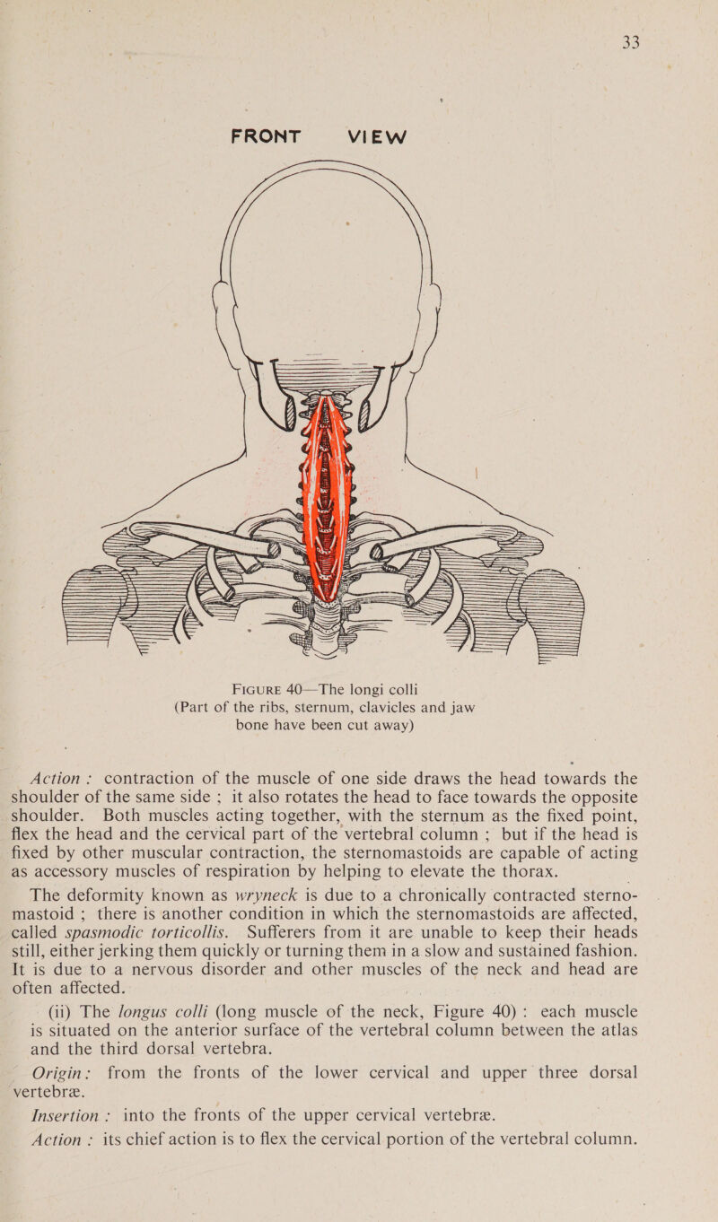 =u. = <<} iN    | IN a i i al l  Action : contraction of the muscle of one side draws the head towards the shoulder of the same side ; it also rotates the head to face towards the opposite shoulder. Both muscles acting together, with the sternum as the fixed point, flex the head and the cervical part of the vertebral column ; but if the head is fixed by other muscular contraction, the sternomastoids are capable of acting as accessory muscles of respiration by helping to elevate the thorax. The deformity known as wryneck is due to a chronically contracted sterno- mastoid ; there is another condition in which the sternomastoids are affected, called spasmodic torticollis. Sufferers from it are unable to keep their heads still, either jerking them quickly or turning them in a slow and sustained fashion. It is due to a nervous disorder and other muscles of the neck and head are often affected. a (ii) The Jongus colli (long muscle of the neck, Figure 40): each muscle is situated on the anterior surface of the vertebral column between the atlas and the third dorsal vertebra. Origin: from the fronts of the lower cervical and upper three dorsal vertebre. Insertion : into the fronts of the upper cervical vertebre. Action : its chief action is to flex the cervical portion of the vertebral column.