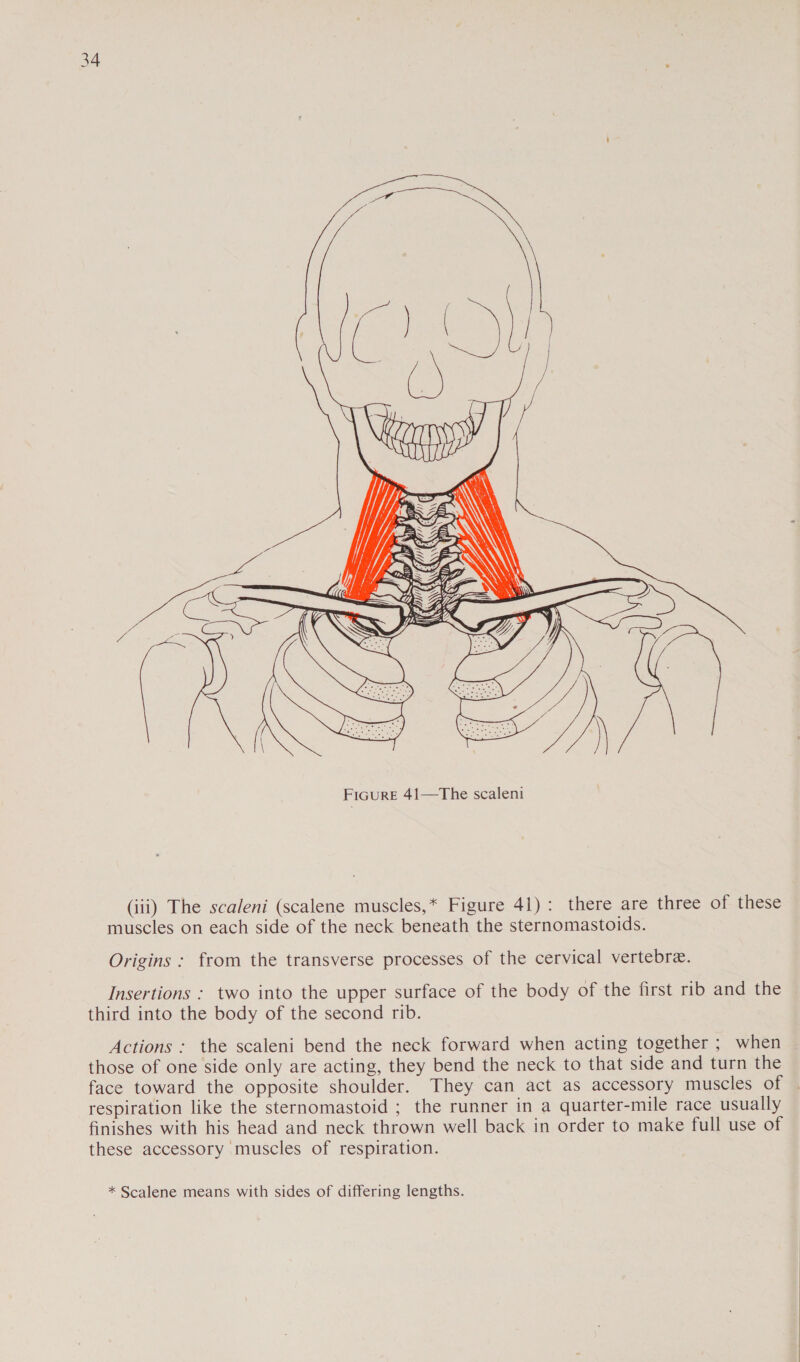  (iii) The scaleni (scalene muscles,* Figure 41): there are three of these muscles on each side of the neck beneath the sternomastoids. Origins ; from the transverse processes of the cervical vertebre. Insertions : two into the upper surface of the body of the first rib and the third into the body of the second rib. Actions : the scaleni bend the neck forward when acting together ; when those of one side only are acting, they bend the neck to that side and turn the face toward the opposite shoulder. They can act as accessory muscles of . respiration like the sternomastoid ; the runner in a quarter-mile race usually finishes with his head and neck thrown well back in order to make full use of these accessory muscles of respiration. * Scalene means with sides of differing lengths.