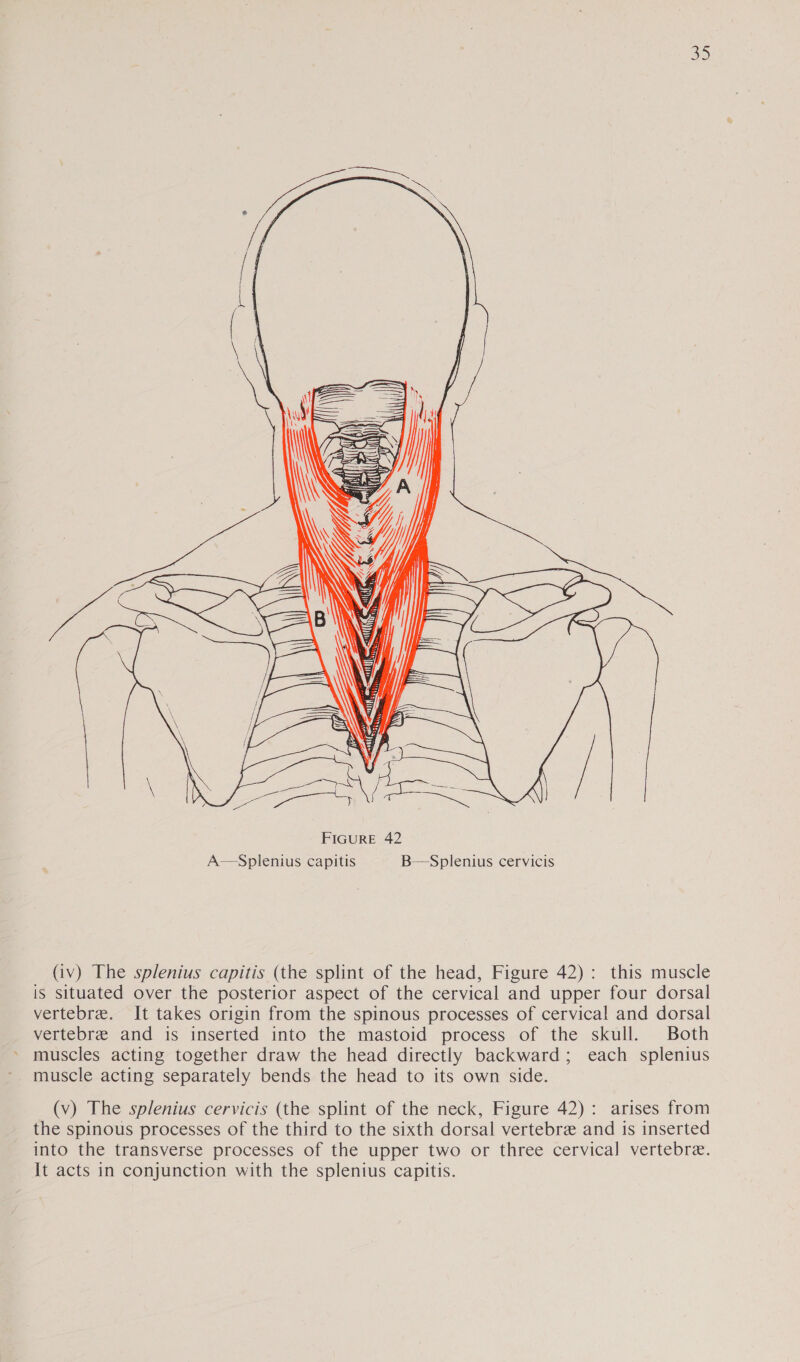 3)  (iv) The splenius capitis (the splint of the head, Figure 42): this muscle is situated over the posterior aspect of the cervical and upper four dorsal vertebre. It takes origin from the spinous processes of cervical and dorsal vertebre and is inserted into the mastoid process of the skull. Both » muscles acting together draw the head directly backward; each splenius muscle acting separately bends the head to its own side. (v) The splenius cervicis (the splint of the neck, Figure 42): arises from the spinous processes of the third to the sixth dorsal vertebre and is inserted into the transverse processes of the upper two or three cervical vertebre. It acts in conjunction with the splenius capitis.