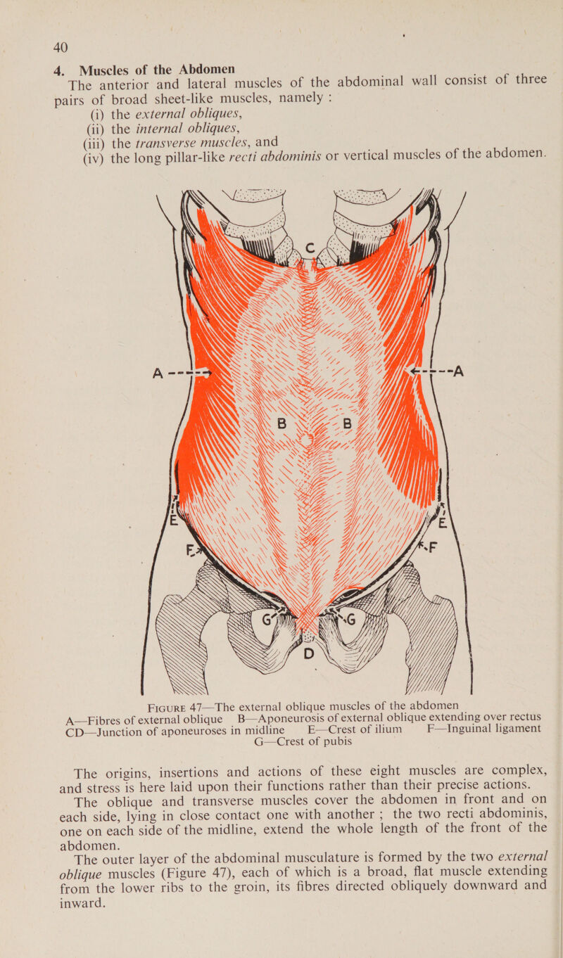 4. Muscles of the Abdomen The anterior and lateral muscles of the abdominal wall consist of three pairs of broad sheet-like muscles, namely : (i) the external obliques, (ii) the internal obliques, (iii) the transverse muscles, and (iv) the long pillar-like recti abdominis or vertical muscles of the abdomen. \ WS ‘ SS aN SS MMI 1 \ XN ms NEN W/L, \ yt N\ \\\ SSS SS x. \\ \vv\ A M4 SS SAX i \ \ . X 4 Ls Y Z Va cas 2 % WHIP Sis ttt Yb De Seen “we « Cot Cn, XM {GC[G SSeS SSS BR Se SS SS NS WS WN \ Vy, SSS &lt; Ve Wy DLN \°N py D \ LY) YY /} . YM FiGuRE 47—The external oblique muscles of the abdomen A—Fibres of external oblique B—Aponeurosis of external oblique extending over rectus CD—Junction of aponeuroses in midline E—Crest of ilium F—Inguinal ligament G—Crest of pubis NSS =  The origins, insertions and actions of these eight muscles are complex, and stress is here laid upon their functions rather than their precise actions. The oblique and transverse muscles cover the abdomen in front and on each side, lying in close contact one with another ; the two recti abdominis, one on each side of the midline, extend the whole length of the front of the abdomen. The outer layer of the abdominal musculature is formed by the two external oblique muscles (Figure 47), each of which is a broad, flat muscle extending from the lower ribs to the groin, its fibres directed obliquely downward and inward.