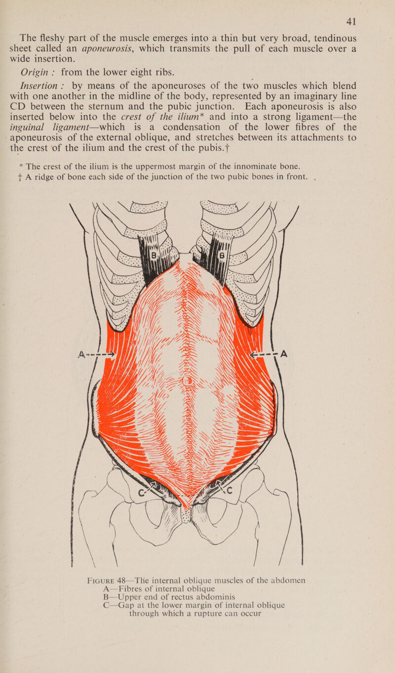 The fleshy part of the muscle emerges into a thin but very broad, tendinous sheet called an aponeurosis, which transmits the pull of each muscle over a wide insertion. 7 Origin : from the lower eight ribs. Insertion: by means of the aponeuroses of the two muscles which blend with one another in the midline of the body, represented by an imaginary line CD between the sternum and the pubic junction. Each aponeurosis is also inserted below into the crest of the ilium* and into a strong ligament—the inguinal ligament—which is a condensation of the lower fibres of the -aponeurosis of the external oblique, and stretches between its attachments to the crest of the ilium and the crest of the pubis.{ * The crest of the ilium is the uppermost margin of the innominate bone. t A ridge of bone each side of the junction of the two pubic bones in front. 