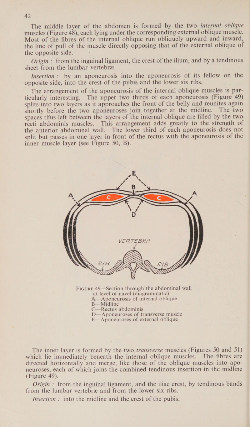 The middle layer of the abdomen is formed by the two internal oblique muscles (Figure 48), each lying under the corresponding external oblique muscle. Most of the fibres of the internal oblique run obliquely upward and inward, the line of pull of the muscle directly opposing that of the external oblique of the opposite side. Origin : from the inguinal ligament, the crest of the ilium, and by a tendinous sheet from the lumbar vertebre. Insertion: by an aponeurosis into the aponeurosis of its fellow on the opposite side, into the crest of the pubis and the lower six ribs. The arrangement of the aponeurosis of the internal oblique muscles is par- ticularly interesting. The upper two thirds of each aponeurosis (Figure 49) splits into two layers as it approaches the front of the belly and reunites again shortly before the two aponeuroses join together at the midline. The two spaces thus left between the layers of the internal oblique are filled by the two recti abdominis muscles. This arrangement adds greatly to the strength of the anterior abdominal wall. The lower third of each aponeurosis does not split but passes in one layer in front of the rectus with the aponeurosis of the inner muscle layer (see Figure 50, B). |  Ficure 49—Section through the abdominal wall at level of navel (diagrammatic) A—Aponeurosis of internal oblique B—Midline C—Rectus abdominis D—Aponeuroses of transverse muscle E—Aponeuroses of external oblique The inner layer is formed by the two transverse muscles (Figures 50 and 51) which lie immediately beneath the internal oblique muscles. The fibres are directed horizontally and merge, like those of the oblique muscles into apo- neuroses, each of which joins the combined tendinous insertion in the midline (Figure 49). Origin : from the inguinal ligament, and the iliac crest, by tendinous bands from the lumbar vertebre and from the lower six ribs. insertion : into the midline and the crest of the pubis.