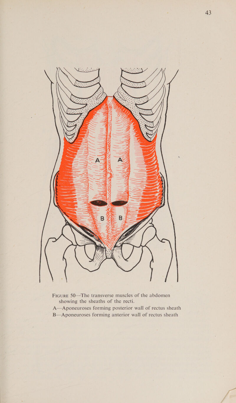 t Wh AY at 4, VAT dbs { \ | i'( REN a4 C »; Hii MMT i || \ AY ‘&gt; \ Lek LK PL Ep ( f | \ [/ ‘ \ | ily [yf wh | | i | i\\'| NY (| \ \ \ I \ N  FiGurE 50—The transverse muscles of the abdomen showing the sheaths of the recti. A—Aponeuroses forming posterior wall of rectus sheath B—Aponeuroses forming anterior wall of rectus sheath