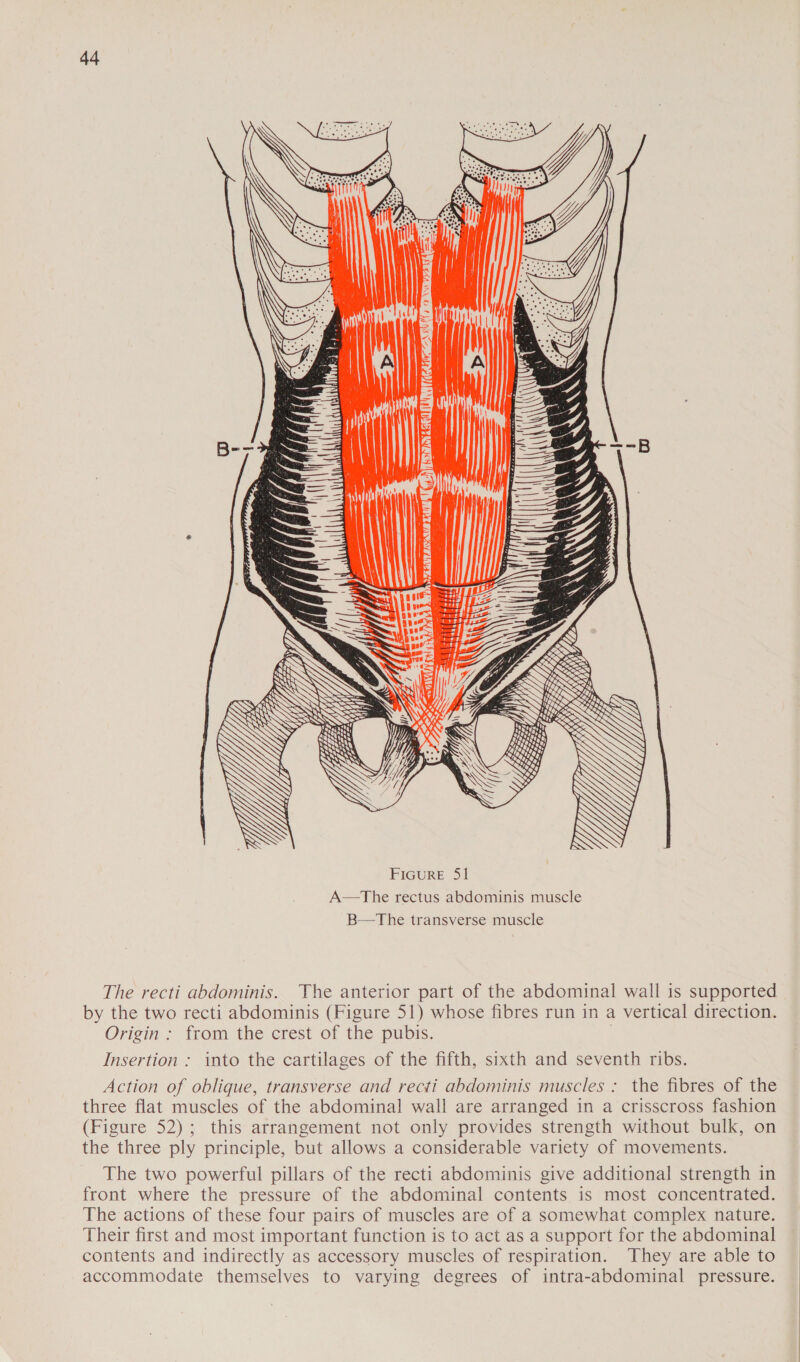 {7 LN aainss: FIGURE 51 A—The rectus abdominis muscle B—tThe transverse muscle The recti abdominis. The anterior part of the abdominal wall is supported by the two recti abdominis (Figure 51) whose fibres run in a vertical direction. Origin : from the crest of the pubis. | Insertion : into the cartilages of the fifth, sixth and seventh ribs. Action of oblique, transverse and recti abdominis muscles : the fibres of the three flat muscles of the abdominal wall are arranged in a crisscross fashion (Figure 52); this arrangement not only provides strength without bulk, on the three ply principle, but allows a considerable variety of movements. The two powerful pillars of the recti abdominis give additional strength in front where the pressure of the abdominal contents is most concentrated. The actions of these four pairs of muscles are of a somewhat complex nature. Their first and most important function is to act as a support for the abdominal contents and indirectly as accessory muscles of respiration. They are able to accommodate themselves to varying degrees of intra-abdominal pressure.
