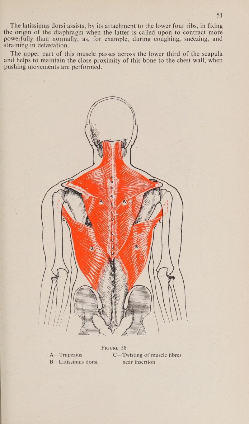 The latissimus dorsi assists, by its attachment to the lower four ribs, in fixing the origin of the diaphragm when the latter is called upon to contract more powerfully than normally, as, for example, during coughing, snéezing, and straining in defecation. The upper part of this muscle passes across the lower third of the scapula and helps to maintain the close proximity of this bone to the chest wall, when pushing movements are performed. SS N YQ WSS ~ SSX SS on ESSN CS XS SN SK SY . SSS LE: = E UY a 7 SLL) PRE SN SS &gt; Lj Wey S S S  KY FIGURE 58 C—Twisting of muscle fibres near insertion A—Trapezius B—Latissimus dorsi