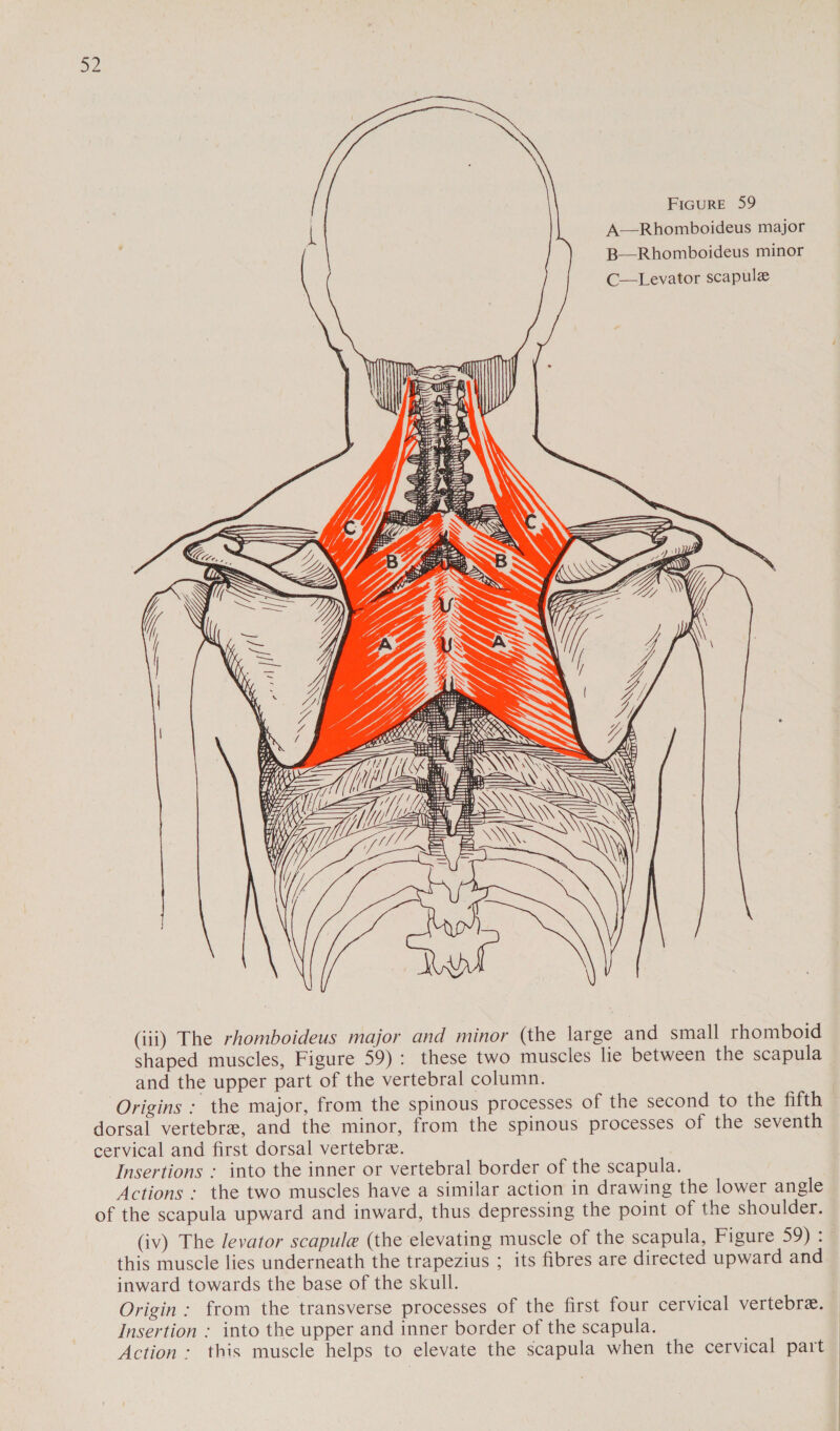  FIGURE 59 A—Rhomboideus major B—Rhomboideus minor C—Levator scapule Se iii ak, | i) aN (iii) The rhomboideus major and minor (the large and small rhomboid shaped muscles, Figure 59): these two muscles lie between the scapula and the upper part of the vertebral column. Origins : the major, from the spinous processes of the second to the fifth dorsal vertebre, and the minor, from the spinous processes of the seventh cervical and first dorsal vertebre. Insertions : into the inner or vertebral border of the scapula. Actions : the two muscles have a similar action in drawing the lower angle of the scapula upward and inward, thus depressing the point of the shoulder. (iv) The levator scapule (the elevating muscle of the scapula, Figure 59) : this muscle lies underneath the trapezius ; its fibres are directed upward and inward towards the base of the skull. Origin: from the transverse processes of the first four cervical vertebra. © Insertion : into the upper and inner border of the scapula. | Action : this muscle helps to elevate the scapula when the cervical part