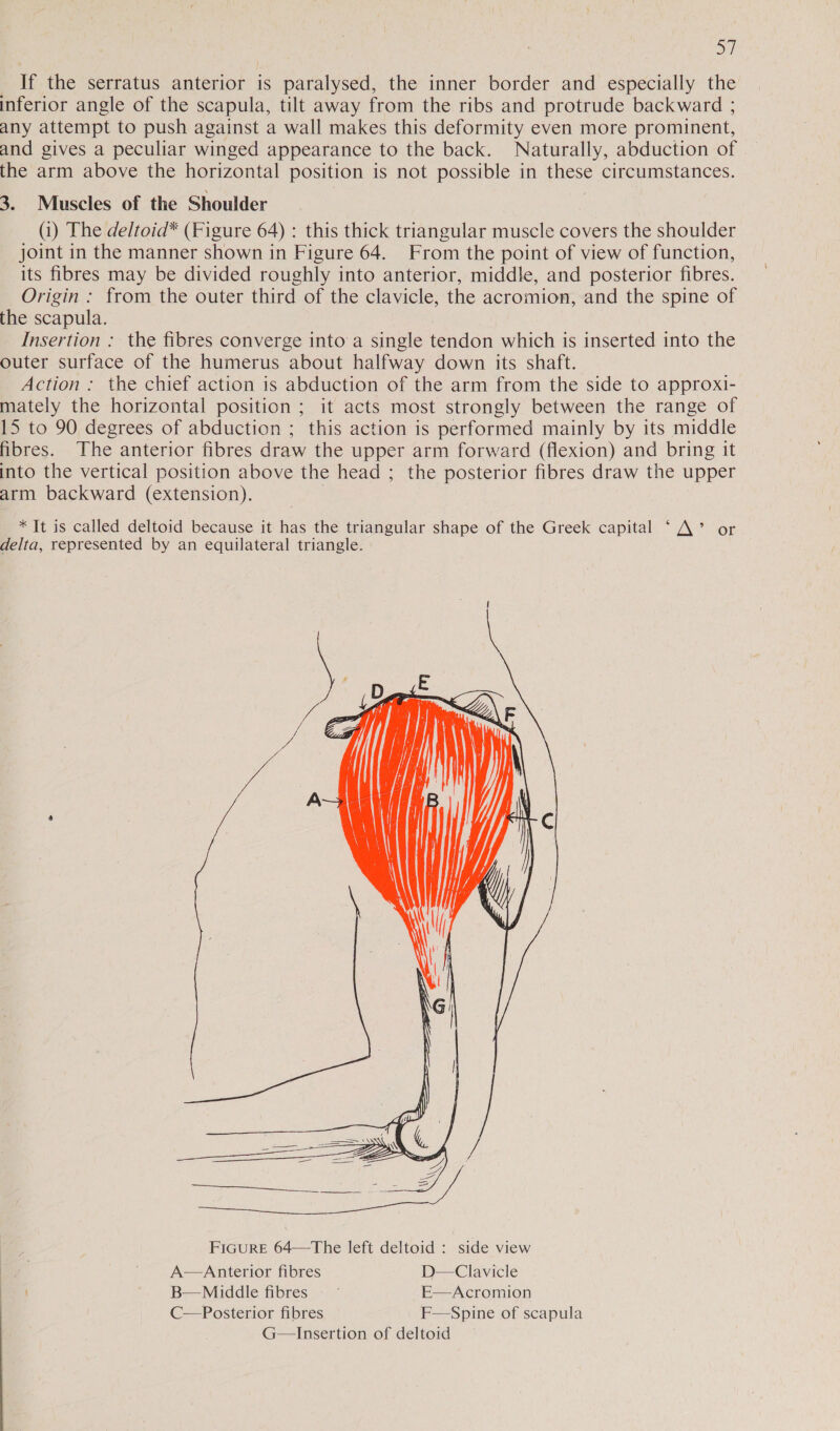 _ If the serratus anterior is paralysed, the inner border and especially the inferior angle of the scapula, tilt away from the ribs and protrude backward ; any attempt to push against a wall makes this deformity even more prominent, and gives a peculiar winged appearance to the back. Naturally, abduction of the arm above the horizontal position is not possible in these circumstances. 3. Muscles of the Shoulder (1) The deltoid* (Figure 64) : this thick triangular muscle covers the shoulder joint in the manner shown in Figure 64. From the point of view of function, its fibres may be divided roughly into anterior, middle, and posterior fibres. Origin : from the outer third of the clavicle, the acromion, and the spine of the scapula. Insertion : the fibres converge into’a single tendon which is inserted into the outer surface of the humerus about halfway down its shaft. Action : the chief action is abduction of the arm from the side to approxi- mately the horizontal position; it acts most strongly between the range of 15 to 90 degrees of abduction ; this action is performed mainly by its middle fibres. The anterior fibres draw the upper arm forward (flexion) and bring it into the vertical position above the head ; the posterior fibres draw the upper arm backward (extension). * It is called deltoid because it has the triangular shape of the Greek capital ‘A’ or delta, represented by an equilateral triangle.  ———— pg he ee ee ok aS ZZ tS =z = ‘“ pe oe a a em = =&gt; FIGURE 64—The left deltoid : side view A—Anterior fibres D—Clavicle B—Miiddle fibres E—Acromion C—Posterior fibres F—Spine of scapula G—Insertion of deltoid