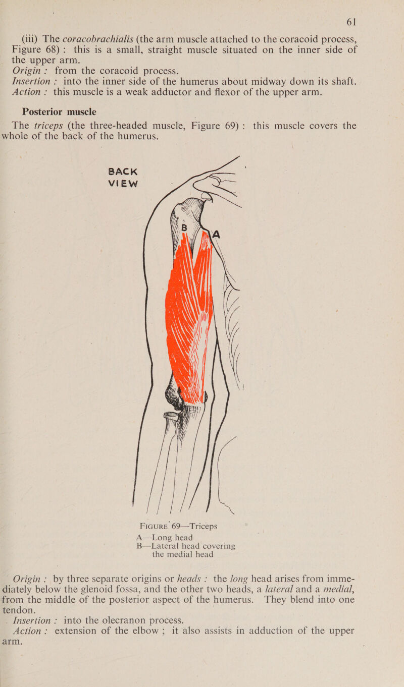 (111) The coracobrachialis (the arm muscle attached to the coracoid process, Figure 68): this is a small, straight muscle situated on the inner side of the upper arm. Origin: from the coracoid process. Insertion ; into the inner side of the humerus about midway down its shaft. Action ; this muscle is a weak adductor and flexor of the upper arm. Posterior muscle The triceps (the three-headed muscle, Figure 69): this muscle covers the whole of the back of the humerus.    BACK VIEW | FIGURE 69—Triceps A—Long head B—Lateral head covering the medial head Origin : by three separate origins or heads : the Jong head arises from imme- diately below the glenoid fossa, and the other two heads, a /ateral and a medial, from the middle of the posterior aspect of the humerus. They blend into one tendon. | : _ Insertion : into the olecranon process. Action: extension of the elbow ; it also assists in adduction of the upper arm.