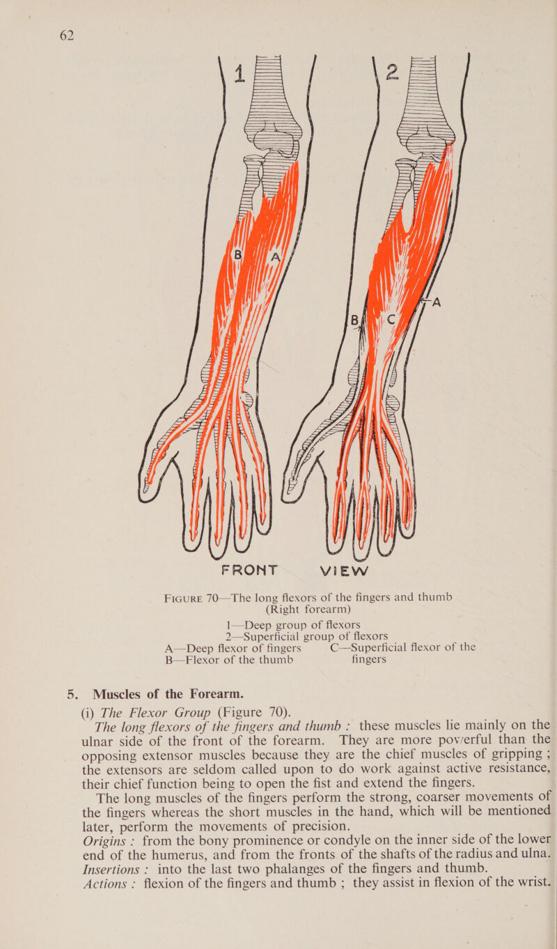 un l ul) > ===) Se SSS ————— SS —_——— ee ==) = = =F ES Ml A ji f Z A | if) /, FRONT VIE FiGuRE 70—The long fiexors of the fingers and thumb (Right forearm) 1—Deep group of flexors 2—Superficial group of flexors A—Deep flexor of fingers C—Superficial flexor of the B—Flexor of the thumb fingers Muscles of the Forearm. (i) The Flexor Group (Figure 70). The long flexors of the fingers and thumb : these muscles lie mainly on the ulnar side of the front of the forearm. They are more poverful than the opposing extensor muscles because they are the chief muscles of gripping ; the extensors are seldom called upon to do work against active resistance, their chief function being to open the fist and extend the fingers. The long muscles of the fingers perform the strong, coarser movements of the fingers whereas the short muscles in the hand, which will be mentioned later, perform the movements of precision. Origins : from the bony prominence or condyle on the inner side of the lower end of the humerus, and from the fronts of the shafts of the radius and ulna. Insertions : into the last two phalanges of the fingers and thumb. Actions ;: flexion of the fingers and thumb ; they assist in flexion of the wrist.
