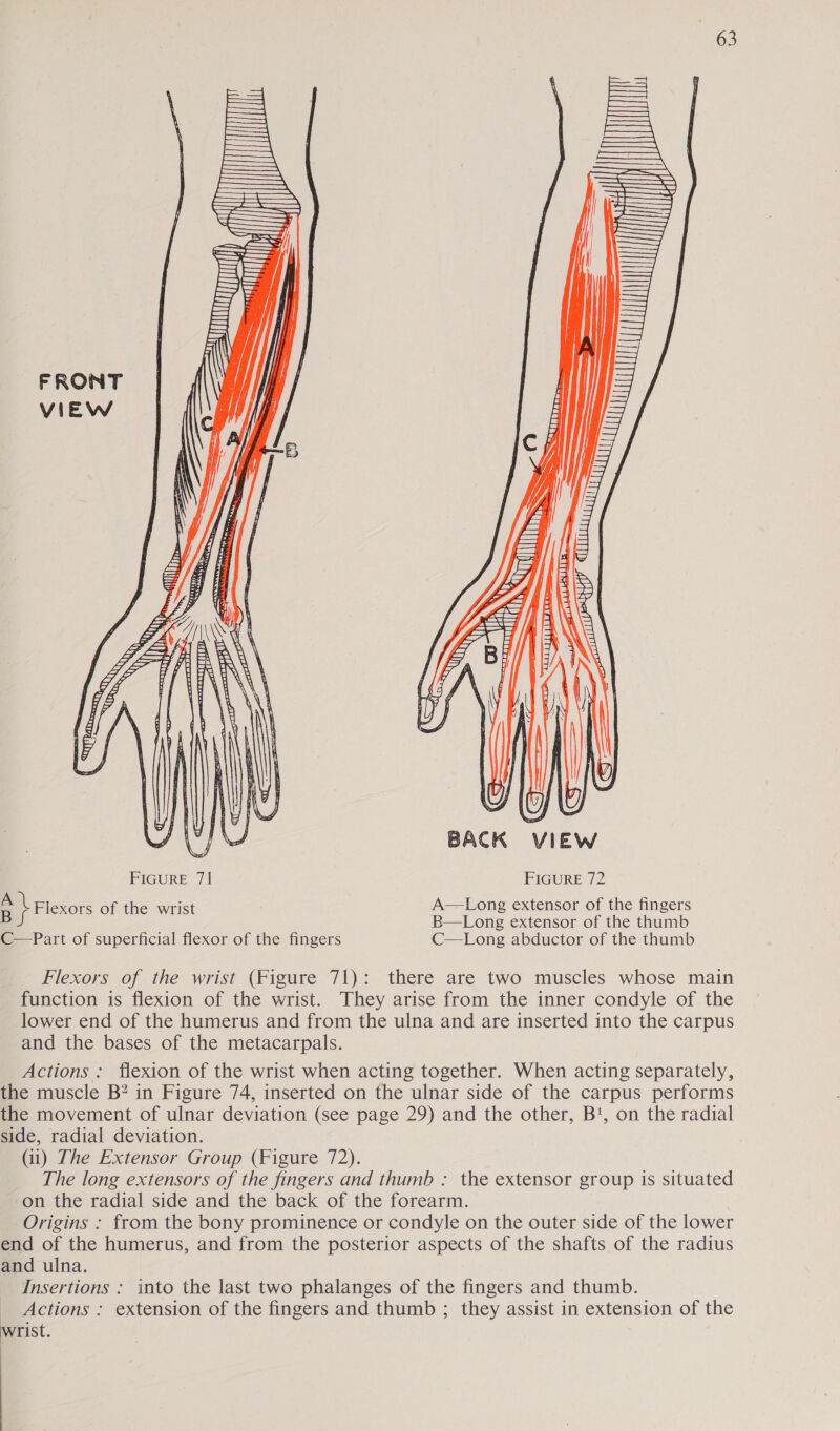    0m ti Hi | —S hj  i  mt} au  “ty 2 O Zz as a  v BACK VIEW FIGURE 71 FIGURE 72 EA Flexors of the wrist A—Long extensor of the fingers Bs B—Long extensor of the thumb C—Part of superficial flexor of the fingers C—Long abductor of the thumb  Flexors of the wrist (Figure 71): there are two muscles whose main function is flexion of the wrist. They arise from the inner condyle of the lower end of the humerus and from the ulna and are inserted into the carpus and the bases of the metacarpals. Actions : flexion of the wrist when acting together. When acting separately, the muscle B? in Figure 74, inserted on the ulnar side of the carpus performs the movement of ulnar deviation (see page 29) and the other, B', on the radial side, radial deviation. (ii) The Extensor Group (Figure 72). The long extensors of the fingers and thumb : the extensor group is situated on the radial side and the back of the forearm. Origins : from the bony prominence or condyle on the outer side of the lower end of the humerus, and from the posterior aspects of the shafts of the radius and ulna. Insertions : into the last two phalanges of the fingers and thumb. Actions : extension of the fingers and thumb ; they assist in extension of the Wrist.