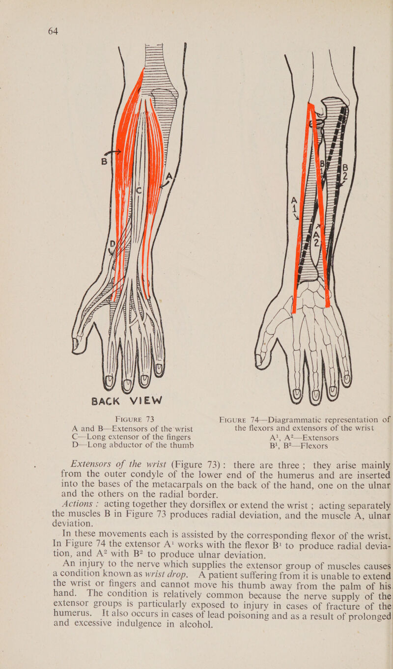  \} dees   i 4 4  ung pitl ul LS     altdns = Pian —ss08  et mo    4 | (&gt; | BACK VIEW FIGURE 73 Ercure 74—Diagrammatic representation of A and B—Extensors of the wrist the flexors and extensors of the wrist C—Long extensor of the fingers A', A?—Extensors B!, B?—Flexors D—Long abductor of the thumb Extensors of the wrist (Figure 73): there are three; they arise mainly from the outer condyle of the lower end of the humerus and are inserted into the bases of the metacarpals on the back of the hand, one on the ulnar and the others on the radial border. | Actions : acting together they dorsiflex or extend the wrist ; acting separately the muscles B in Figure 73 produces radial deviation, and the muscle A, ulnar deviation. In these movements each is assisted by the corresponding flexor of the wrist. In Figure 74 the extensor A! works with the flexor B: to produce. radial devia- tion, and A? with B? to produce ulnar deviation. An injury to the nerve which supplies the extensor group of muscles causes a condition known.as wrist drop. A patient suffering from it is unable to extend the wrist or fingers and cannot move his thumb away from the palm of his hand. The condition is relatively common because the nerve supply of the extensor groups is particularly exposed to injury in cases of fracture of the humerus. It also occurs in cases of lead poisoning and as a result of prolonged! and excessive indulgence in alcohol.