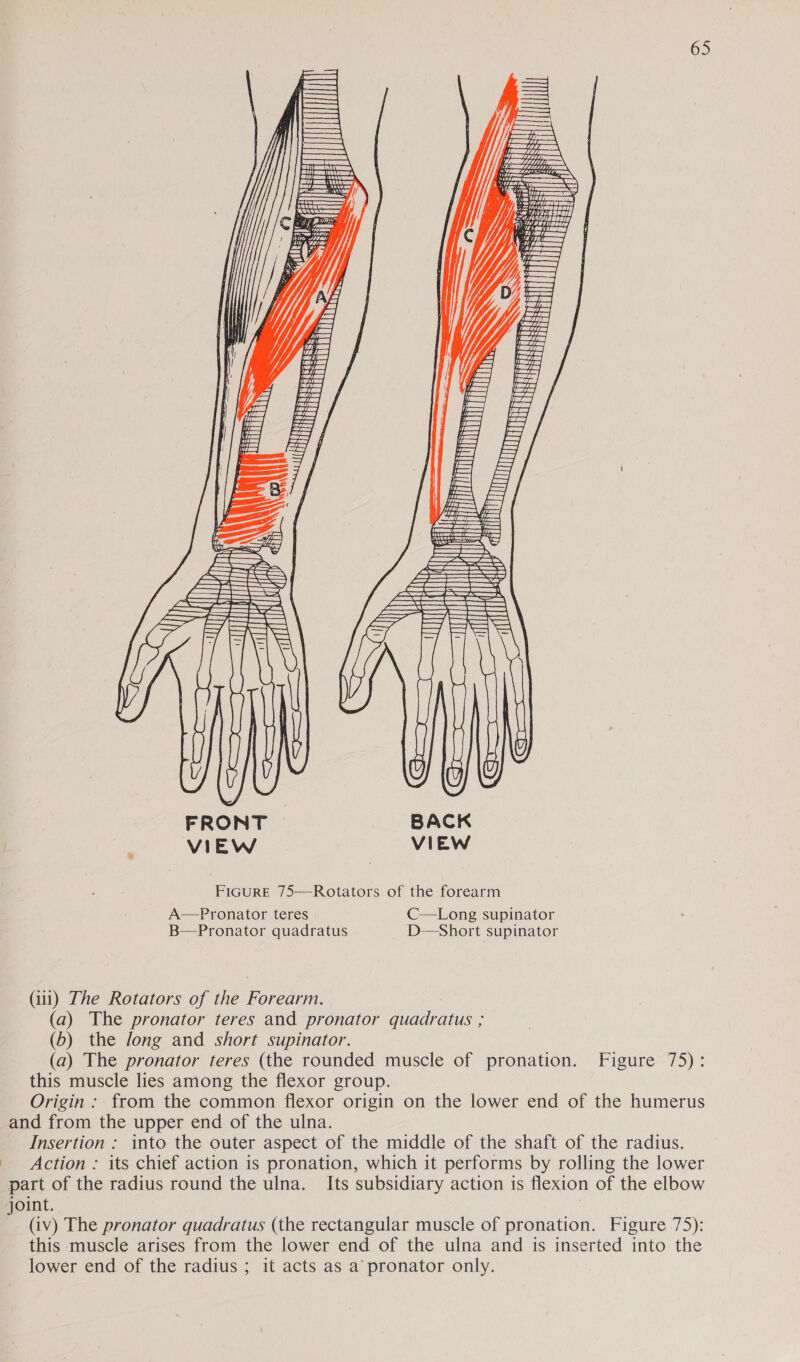 d LZ wf T7277 i} th —\ Ue LT (0°UOMMEM FF 6 229408 f Me &gt;  ZL $05 OTA | Bee UA toael A Oa aad 6) ' ay LY / fy’ Hf / é   =~  ‘A          ) if   , tl AUT H ¢ .  SO i oa Gee) |  QI   Se FRONT VIEW FiGuRE 75—Rotators of the forearm A—Pronator teres C—Long supinator B—Pronator quadratus D—Short supinator (i11) The Rotators of the Forearm. (a) The pronator teres and pronator quadratus ; (6) the Jong and short supinator. (a) The pronator teres (the rounded muscle of pronation. Figure 75): this muscle lies among the flexor group. Origin : from the common flexor origin on the lower end of the humerus and from the upper end of the ulna. Insertion : into the outer aspect of the middle of the shaft of the radius. Action : its chief action is pronation, which it performs by rolling the lower part of the radius round the ulna. Its subsidiary action is flexion of the elbow joint. (iv) The pronator quadratus (the rectangular muscle of pronation. Figure 75): this muscle arises from the lower end of the ulna and is inserted into the lower end of the radius ; it acts as a’ pronator only.