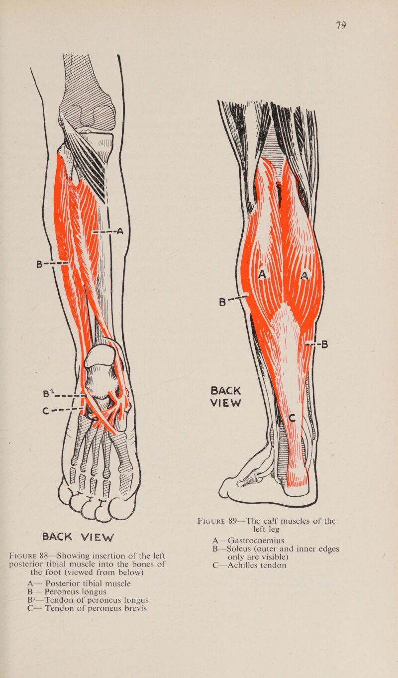 19          aN ~— => ae   QS CSA am) = Le = Wy x STITT | ay in Se ee A    =e i i t 1 VO  — SSS \    FIGURE 89—The calf muscles of the left leg A—Gastrocnemius only are visible) B—Soleus (outer and inner edges C—Achilles tendon VIEW BACK FiGURE 88—Showing insertion of the left posterior tibial muscle into the bones of the foot (viewed from below) A— Posterior tibial muscle B— Peroneus longus B1—Tendon of peroneus longus C— Tendon of peroneus brevis