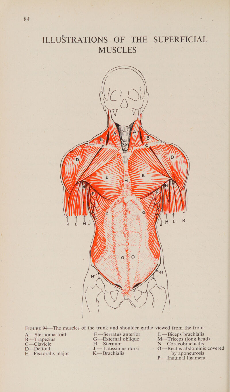  \ \ SS : “\  NWN    \     Nw SAS ~~   ey hee y CMR SA LS): NG \ SSS Xs  So .  ARO . SNA,  7 y ; EKKEEE < ies) WSS FiGure 94—The muscles of the trunk and shoulder girdle viewed from the front L—Biceps brachialis A—Sternomastoid F—Serratus anterior . B— Trapezius G—External oblique . M—Triceps (long head) C—Clavicle H—Sternum N—Coracobrachialis D—Deltoid ' J— Latissimus dorsi - O—Rectus abdominis covered K—Brachialis by aponeurosis P— Inguinal ligament E—Pectoralis major