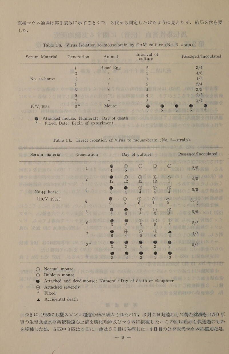 徐 泊 く Table 1a. Virus jsolation to mouse-brain by CAM culture (No. 6 _strain )、   Interyal of   Serum IMaterial Generation Animal yk さ Passaged/Inoculated 中 Hens′ Egg 5 3/4 2 ヶ 9 4/6 No. 44-horse 3 / 4 1/5 4 ク 5 2/4 5 ヶ 4 375 6 ヶ 4 2/5 4 / 3/4 10/V, 1952 Mouse 趣 旬 - 堆 g 5 5 5 5 5 葵 Attacked mouse. Numeral: Day of death *・ Fixed, Date: Begin of experlment Table 1b. Direct isolation of virus to mouse-brain (No. 7 一 stran )      Serumn mnaterial Generation Day of culture Passaged/1noculated 4 5 @ の 6 ① 重 列 OM 半 語 6 2 2 。。 12。 っ 12。 IO 475 g W ① ① ① No.44-horse 9 8 4 4 4 4 5/5 (10/V,1952) @ O① ① 人 へ PA 4 6 6 6 1 2 ソノ 5 信 紛 ① ① ① 5 5 5 5 5 575 競 総 《⑤) ① ① も 5 5 5 5 5 575 人 5 軸 ① ① 人 り 6 6 6 6 2 475 * 稚 給 に 欠 さり ) 9 3 3 る 3 3 575 9 に 礁 - トリ ⑳ 3 3 3 6) の 〇 Normal mouse ① Dubious mouse 氏 Attacked and dead mouse: Numeral: Day of death or slaughter 中 Attacked severely * THixed Accidental death | 2 つぎ に 1953 に 上 L 型 スピ ン ュ 超 遠 心 器 が 購入 され た の で , 3 月 7 日 超 遠 心して 得 た 洗 溢 を 1/50 原 - 容 の 生理 食塩 水 浮 渡 液 軽 遠心 上 清 を 敵 化 玩 卵 及び マウ ス に 接種 し た . この 回 は 鶏卵 1 代 通 過 の も の を 接種 し た 処 , 6 匹 中 3 匹 は 4 日 に , 他 は 5 日 目 に 発症 し た . 4 日 目 の 分 を 次 供 マ ウス に 植え た 処 , ー 8 一