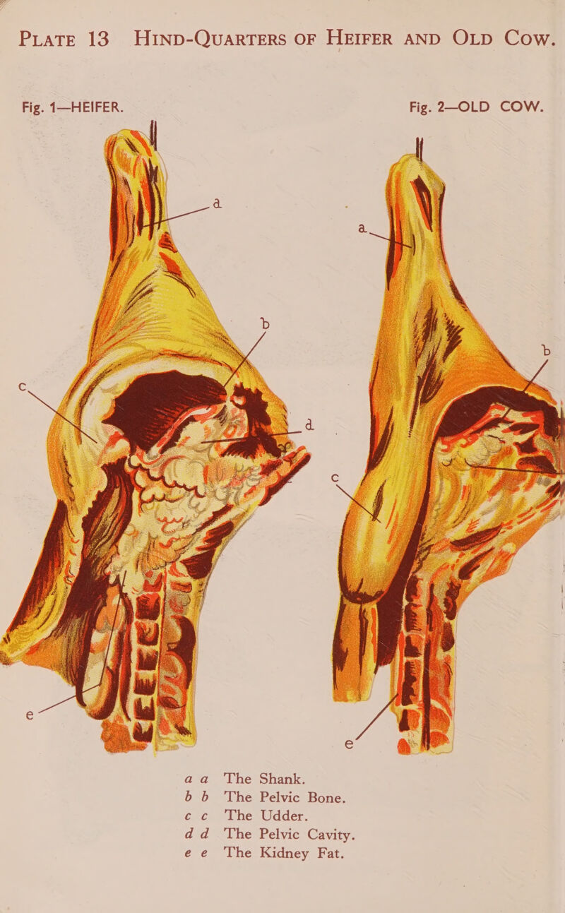  aa ‘The Shank. b b The Pelvic Bone. c c The Udder. The Pelvic Cavity. e e ‘The Kidney Fat.