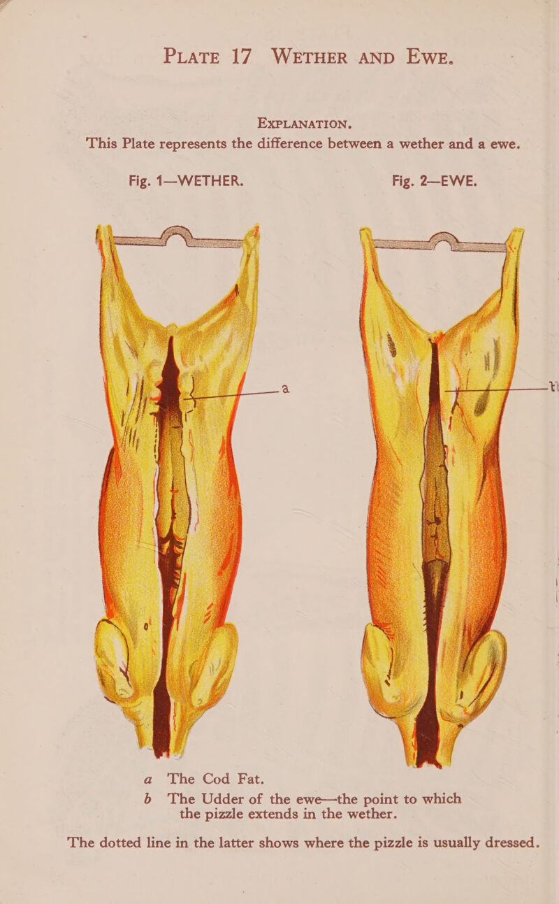 EXPLANATION. This Plate represents the difference between a wether and a ewe. Fig. 1—WETHER. Fig. 2—EWE.  The dotted line in the latter shows where the pizzle is usually dressed.