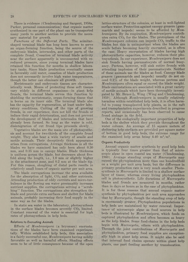 There is evidence (Clendenning and Sargent, 1958a, Parker, personal communication) that organic matter synthesized in one part of the plant can be transported many yards to another section to provide the neces- sary material for growth. Functions of the Different Parts. The scimitar- shaped terminal blade has long been known to serve an organ-forming function, being the source of the embryonic blades, internodes, and other parts of the complete frond. Cessation of terminal blade activity near the surface apparently is unconnected with re- reduced pressure, since young terminal blades have retained this function for months in shallow labora- tory tanks. Since blade production eventually ceases in favorably cold water, cessation of blade production does not necessarily involve high water temperatures, though the latter can eliminate all growth. Meristematic and embryonic tissues are character- istically weak. Means of protecting these soft tissues vary widely in different organisms—in giant kelp fronds, the terminal blade serves this function by shielding the meristematic, organ-forming tissue that is borne on its inner side. The terminal blade also has the capacity for regeneration, at least under labo- ratory conditions. Cutting off the tips of growing fronds, in our experience, does not kill the fronds or induce their rapid deterioration, and does not prevent the development of blades and internodes that have already been formed. So long as the water is cold, disintegration of cut frond tips proceeds slowly. Vegetative blades are the main site of photosynthe- sis and account for two-thirds of the complete frond weight. They also bear a wide variety of sessile and motile animals. Their deceptively thick appearance arises from corrugations. Average thickness in all the blades we have examined has only been about 0.30 mm, and 0.35 mm in canopy blades. Blade thickness is uniform across the blade, but decreases about five- fold along the length, i.e., 1.0 mm or slightly higher in the attachment zone, and 0.2 mm at the blade tip. For this reason, sloughing of distal parts results in relatively small losses of organic matter per unit area. The blade corrugations imecrease the area available for the absorption of hight, CO». and other nutrients. Attending production of eddy currents and micro-tur- bulence in the flowing sea water presumably increases nutrient supplies, the corrugations serving a ‘‘scrub- bing’’ function. The corrugations also strengthen the blade and provide extra surfaces and shelter for blade animals, probably increasing their food supply in the same way as for the blades. In static sea water in the laboratory, photosynthesis in the surface blades becomes severely COs limited. Constant renewal of the water is essential for high rates of photosynthesis in kelp beds. Relations to Encrusting Animals Effects of Membranipora (a bryozoan) encrusta- tions of the blades have been examined experimen- tally. Within established kelp beds, this association is a fairly successful one, Membranipora having mildly favorable as well as harmful effects. Shading effects seem to be of little consequence because of the open lattice-structure of the colonies, at least in well-lighted surface water. Protection against canopy grazers (gam- marids and isopods) seems to be afforded by Mem- branipora. By its respiration, Membranipora contrib- utes extra CO», for the blades. The protoplasm of the Membranipora colonies can impede COz traffic to the blades but this is unimportant when the blades are senile before becoming heavily encrusted, as is often the case. Heavy encrustation of blades having high photosynthetic capacities, however, reduces their pho- tosynthesis. In our experience, Membranipora does not sink fronds having pneumatocysts of normal buoy- ancy. Pectens, however, will sink entire fronds with attending implosion of their pneumatocysts. Neither of these animals use the blades as food. Canopy blade grazers (gammarids and isopods) usually do not ex- ceed 0.1% of the blade weight, whereas pectens and Membranipora often equal or exceed the blade weight. Blade encrustations are associated with a great variety of motile animals which have been thoroughly investi- gated by Mr. Bruce L. Wing (Wing and Clendenning, 1959). Although Membranipora is usually relatively harmless within established kelp beds, it is often harm- ful to young transplanted kelp plants, as in the raft and transplantation experiments described in progress reports, and occasionally has been observed to cause frond sinkage in the field. One of the ecologically important properties of kelp beds is the shelter which they provide throughout the water column. An average of 15 square meters of sheltering kelp surfaces are provided per square meter of bottom in good kelp beds, the extreme range for the examined kelp areas being 4-40 m?/m/?. Organic Productivity Annual organic matter synthesis by good kelp beds is typically four times greater than that of micro- scopic algae in open coastal sea water (Clendenning, 1960). Average standing crops of Macrocystis may exceed the phytoplankton more than one hundredfold on a weight per unit area basis, but the difference in primary production rate is very much smaller. Photo- synthesis in Macrocystis is limited to a shallow surface layer of tissue, whereas every living phytoplankton cell is photosynthetic. Life durations of Macrocystis blades and fronds are measured in months, rather than in days or hours as in the ease of phytoplankton. It is for these reasons that annual organic matter synthesis by phytoplankton per unit area approaches that by Macrocystis, though the standing crop of kelp is enormously greater. Phytoplankton populations in kelp beds are maintained by water renewal. Impor- tance of microscopic algae as food sources in kelp beds is illustrated by Membranipora, which feeds on captured phytoplankton and often becomes as heavy as the kelp blades. Some food-chains in the kelp beds begin with Macrocystis, others with phytoplankton. Through the joint contributions of Macrocystis and phytoplankton, primary food supplies are exception- ally high in giant kelp areas. It might also be said that internal food chains operate within giant kelp plants, one part feeding another by translocation.