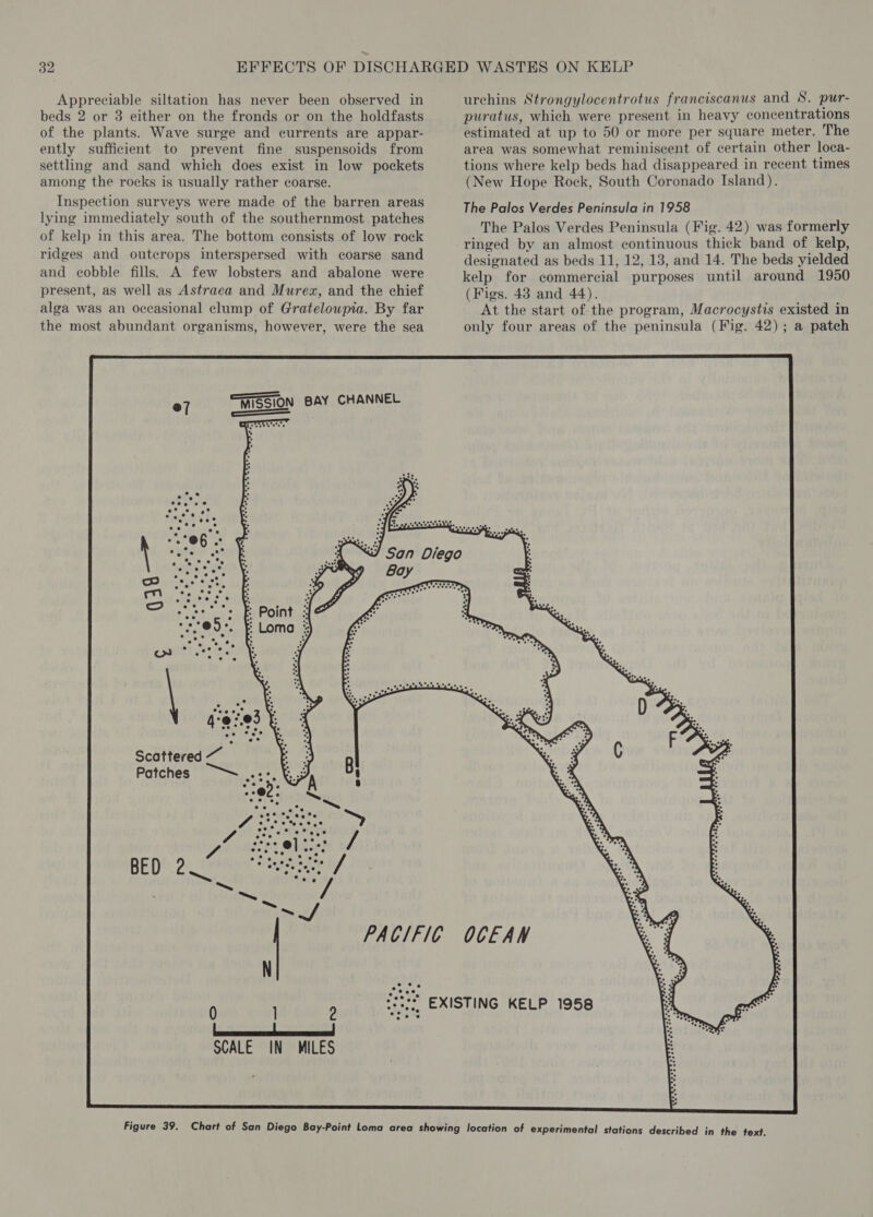 Appreciable siltation has never been observed in beds 2 or 3 either on the fronds or on the holdfasts of the plants. Wave surge and currents are appar- ently sufficient to prevent fine suspensoids from settling and sand which does exist in low pockets among the rocks is usually rather coarse. Inspection surveys were made of the barren areas lying immediately south of the southernmost patches of kelp in this area. The bottom consists of low rock ridges and outcrops interspersed with coarse sand and cobble fills. A few lobsters and abalone were present, as well as Astraea and Murex, and the chief alga was an occasional clump of Grateloupia. By far the most abundant organisms, however, were the sea * an ° “\ fea fee foo Scattered ~ Patches urchins Strongylocentrotus franciscanus and S. pur- puratus, which were present in heavy concentrations estimated at up to 50 or more per square meter. The area was somewhat reminiscent of certain other loca- tions where kelp beds had disappeared in recent times (New Hope Rock, South Coronado Island). The Palos Verdes Peninsula in 1958 The Palos Verdes Peninsula (Fig. 42) was formerly ringed by an almost continuous thick band of kelp, designated as beds 11, 12, 13, and 14. The beds yielded kelp for commercial purposes until around 1950 (Figs. 43 and 44). At the start of the program, Macrocystis existed in only four areas of the peninsula (Fig. 42); a patch 0 ] 2 eens TM rete Rac eaat i SCALE IN MILES 