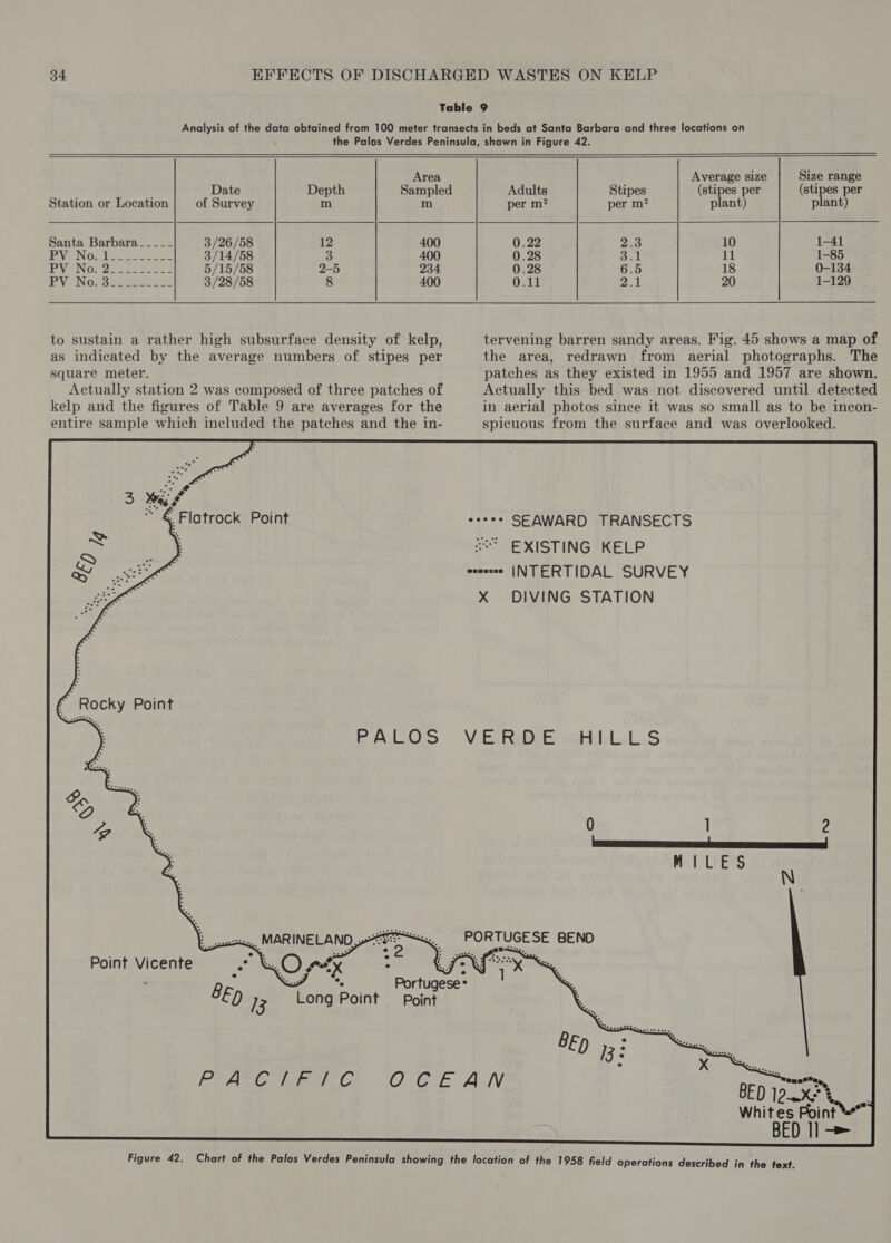        Area Average size Size range Date Depth Sampled Adults Stipes (stipes per (stipes per Station or Location of Survey m m per m? per m? plant) plant) Santa Barbara_-_-__ 3/26/58 12 400 0.22 2.3 10 1-41 PN ING eee 3/14/58 3 400 0.28 3.1 11 1-85 PVG Not 22 ee. soon 5/15/58 2-5 234 0.28 6.5 18 0-134 PVeNovaseteses = 3/28/58 8 400 0.11 2.1 20 1-129  to sustain a rather high subsurface density of kelp, as indicated by the average numbers of stipes per square meter. Actually station 2 was composed of three patches of kelp and the figures of Table 9 are averages for the entire sample which included the patches and the in- Long Point Point PRASG teres oC  tervening barren sandy areas. Fig. 45 shows a map of the area, redrawn from aerial photographs. The patches as they existed in 1955 and 1957 are shown. Actually this bed was not discovered until detected in aerial photos since it was so small as to be incon- spicuous from the surface and was overlooked. EXISTING KELP X DIVING STATION BED 12x, Whit es Point %* |-&gt; 