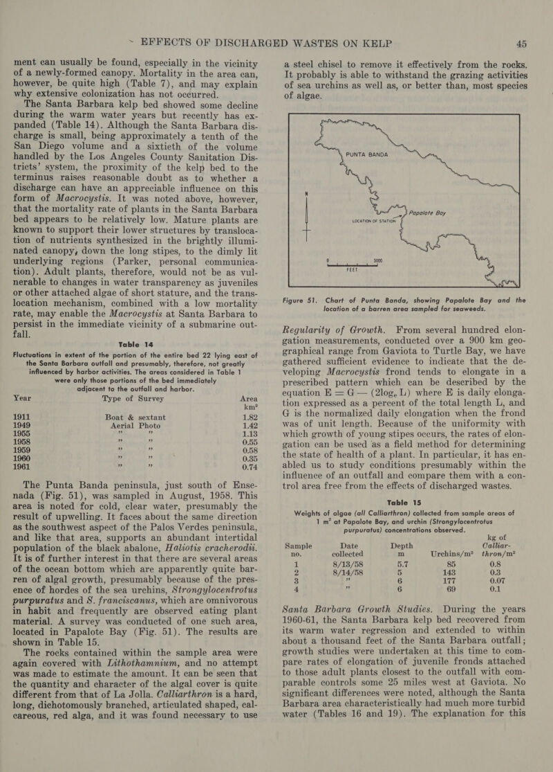 of a newly-formed canopy. Mortality in the area can, however, be quite high (Table 7), and may explain why extensive colonization has not occurred. The Santa Barbara kelp bed showed some decline during the warm water years but recently has ex- panded (Table 14). Although the Santa Barbara dis- charge is small, being approximately a tenth of the San Diego volume and a sixtieth of the volume handled by the Los Angeles County Sanitation Dis- tricts’ system, the proximity of the kelp bed to the terminus raises reasonable doubt as to whether a discharge can have an appreciable influence on this form of Macrocystis. It was noted above, however, that the mortality rate of plants in the Santa Barbara bed appears to be relatively low. Mature plants are known to support their lower structures by transloca- tion of nutrients synthesized in the brightly illumi- nated canopy; down the long stipes, to the dimly lit underlying regions (Parker, personal communica- tion). Adult plants, therefore, would not be as vul- nerable to changes in water transparency as juveniles or other attached algae of short stature, and the trans- location mechanism, combined with a low mortality rate, may enable the Macrocystis at Santa Barbara to persist in the immediate vicinity of a submarine out- fall. Table 14 Fluctuations in extent of the portion of the entire bed 22 lying east of the Santa Barbara outfall and presumably, therefore, not greatly influenced by harbor activities. The areas considered in Table 1 were only those portions of the bed immediately adjacent to the outfall and harbor. Year Type of Survey Area km? 1911 Boat &amp; sextant 1.82 1949 Aerial Photo 1.42 1955 % ae 1.13 1958 ” ‘! 0.55 1959 v ? 0.58 1960 2 0.35 1961 ” 2 0.74 The Punta Banda peninsula, just south of Ense- nada (Fig. 51), was sampled in August, 1958. This area is noted for cold, clear water, presumably the result of upwelling. It faces about the same direction as the southwest aspect of the Palos Verdes peninsula, and like that area, supports an abundant intertidal population of the black abalone, Haliotis cracherodu. It is of further interest in that there are several areas of the ocean bottom which are apparently quite bar- ren of algal growth, presumably because of the pres- ence of hordes of the sea urchins, Strongylocentrotus purpuratus and S. franciscanus, which are omnivorous in habit and frequently are observed eating plant material. A survey was conducted of one such area, located in Papalote Bay (Fig. 51). The results are shown in Table 15. The rocks contained within the sample area were again covered with Lithothamnium, and no attempt was made to estimate the amount. It can be seen that the quantity and character of the algal cover is quite different from that of La Jolla. Calliarthron is a hard, long, dichotomously branched, articulated shaped, cal- eareous, red alga, and it was found necessary to use It probably is able to withstand the grazing activities of sea urchins as well as, or better than, most species of algae. | Papalote Ba, ey. paiote Bay LOCATION OF STATION  Figure 51. Chart of Punta Banda, showing Papalote Bay and the location of a barren area sampled for seaweeds. Regularity of Growth. From several hundred elon- gation measurements, conducted over a 900 km geo- graphical range from Gaviota to Turtle Bay, we have gathered sufficient evidence to indicate that the de- veloping Macrocystis frond tends to elongate in a prescribed pattern which can be described by the equation EK = G — (2log, L) where E is daily elonga- tion expressed as a percent of the total length L, and G is the normalized daily elongation when the frond was of unit length. Because of the uniformity with which growth of young stipes occurs, the rates of elon- gation can be used as a field method for determining the state of health of a plant. In particular, it has en- abled us to study conditions presumably within the influence of an outfall and compare them with a con- trol area free from the effects of discharged wastes. Table 15 Weights of algae (all Calliarthron) collected from sample areas of 1 m’ at Papalote Bay, and urchin (Strongylocentrotus purpuratus) concentrations observed. kg of Sample Date Depth Calliar- no. collected m Urechins/m? thron/m? th 8/18/58 5.7 85 0.8 2 8/14/58 5 143 0.3 3 ‘ 6 ives 0.07 4 z: 6 69 0.1 Santa Barbara Growth Studies. During the years 1960-61, the Santa Barbara kelp bed recovered from its warm water regression and extended to within about a thousand feet of the Santa Barbara outfall; growth studies were undertaken at this time to com- pare rates of elongation of juvenile fronds attached to those adult plants closest to the outfall with com- parable controls some 25 miles west at Gaviota. No significant differences were noted, although the Santa Barbara area characteristically had much more turbid water (Tables 16 and 19). The explanation for this