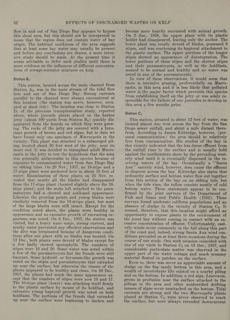 flow in and out of San Diego Bay appears to bypass this shoal area, but this should not be interpreted to mean that the region does not contain water of bay origin. The habitual murkiness of the area suggests that at least some bay water may usually be present and before any conclusions are drawn, a more inten- sive study should be made. At the present time it seems advisable to defer such studies until there is more evidence on the influences of different concentra- tions of sewage-seawater mixtures on kelp. Station B» This station, located across the main channel from Station A», was in the main stream of the tidal flow into and out of San Diego Bay. Strong currents parallel to the channel were always encountered at pied at slack tide). The location was close to Station D, of the previous transplantation study, reported above, where juvenile plants placed on the harbor jetty (about 100 yards from Station Bz.) quickly dis- appeared from the boards on which they were grow- ing. The rocks of the jetty are covered with a luxu- riant growth of brown and red algae, but to date we have found only one specimen of Macrocystis in the vicinity. This plant was attached to a submerged pil- ing, located about 50 feet west of the jetty, near its inner end. It was decided to transplant adult Macro- cystis to the jetty to test the hypothesis that the area was generally unfavorable to this species because of exposure to contaminated water from San Diego Bay on ebbing tides. On 20 Nov., 1957, an 18-stipe and a 17-stipe plant were anchored here in about 10 feet of water. Examination of these plants on 25 Nov. re- vealed that nearly all the blades had disappeared from the 17-stipe plant (located slightly above the 18- stipe plant) and the stubs left attached to the pneu- matocysts had a chewed and scalloped appearance. Likewise the growing points and young blades were similarly removed from the 18-stripe plant, but most of the large blades were still intact. Except for the condition noted above, the plants were healthy in appearance and no excessive growth of encrusting or- ganisms was noted. On 6 Dec., 1957, the station was visited, but a heavy wave surge, strong current, and murky water prevented any effective observations and the dive was terminated because of dangerous condi- 13 Dec., both plants were devoid of blades except for a few badly chewed sporophylls. The numbers of stipes were 16 and 20. Some water was noted within a few of the pneumatocysts but the fronds were still buoyant. Some hydroid- or bryozoan-like growth was noted on the stipes and pneumatocysts that extended up near the surface, but otherwise the tissues of the plants appeared to be healthy and clean. On 20 Dee., 1957, the plants had much the same appearance ex- cept that the numbers of stipes were now 10 and 17. The 10-stipe plant (lower) was attaching itself firmly to the plastic surface by means of its holdfast, and extensive young hapteral growth was noted on both holdfasts. The portions of the fronds that extended up near the surface were beginning to darken and become more heavily encrusted with animal growth. On 2 Jan., 1958, the upper plant with its plastic holder had disappeared, leaving only the anchor. The lower plant was totally devoid of blades, possessed 8 stipes, and was continuing its hapteral attachment to the plastic surface. The upper portions of the longer stipes showed an appearance of disintegration. The lower portions of these stipes and the shorter stipes and their pneumatocysts, as well as the holdfasts, seemed to be normal and healthy and no water was noted in any of the pneumatocysts. In view of these observations, it would seem that there is intensive grazing, preferentially on Macro- cystis, in this area and it is less likely that polluted water is the major factor which prevents this species from establishing itself on the jetty or was solely re- sponsible for the failure of our juveniles to develop in this area a few months prior. Station Coy This station, situated in about 12 feet of water, was located almost due west across the bay from the San Diego sewer outfall, and about a mile distant there- from. According to James Kittredge, however, (per- sonal communication) the area should be relatively free from contamination. His studies of the bay in this vicinity indicated that the less dense effluent from the outfall rises to the surface and is usually held against the northeastern shore by the prevailing west- erly wind until it is eventually dispersed in the re- ceiving waters of the bay. Occasionally a ‘‘Santa Ana’’ easterly wind, however, does cause the effluent to disperse across the bay. Kittredge also states that ordinarily surface and bottom water flow out together from this section of the bay on an ebbing tide, but when the tide rises, the inflow consists mostly of cold bottom water. These statements appear to be con- firmed by the joint surveys of the Department of Fish and Game and Public Health (1952). These surveys found moderate coliform populations and an absence of sludge in the vicinity of Station C2. It seemed, therefore, that this location might afford an opportunity to expose plants to the environment of the inner bay without coming in contact with an ex- cessive concentration of effluent. Unfortunately, east- erly winds occur commonly in the fall along this part of the coast and, indeed, strong Santa Ana wind con- ditions prevailed on at least three occasions during the course of our study. One such occasion coincided with one of our visits to Station Cy on 13 Dee., 1957, and considerable particulate matter was observed in the upper part of the water column and much scummy material floated in patches on the surface. Even so, there was never an appreciable amount of sludge on the fine sandy bottom in this area, and a wealth of invertebrate life existed on a nearby piling and on the bottom. In addition, a red alga, Laurencia, grows in profusion near the surface attached to the pilings in the area and other unidentified drifting masses of algae occur unattached on the bottom. Tidal currents are strong and the two Macrocystis plants placed at Station Cy were never observed to reach the surface, but were always extended downcurrent